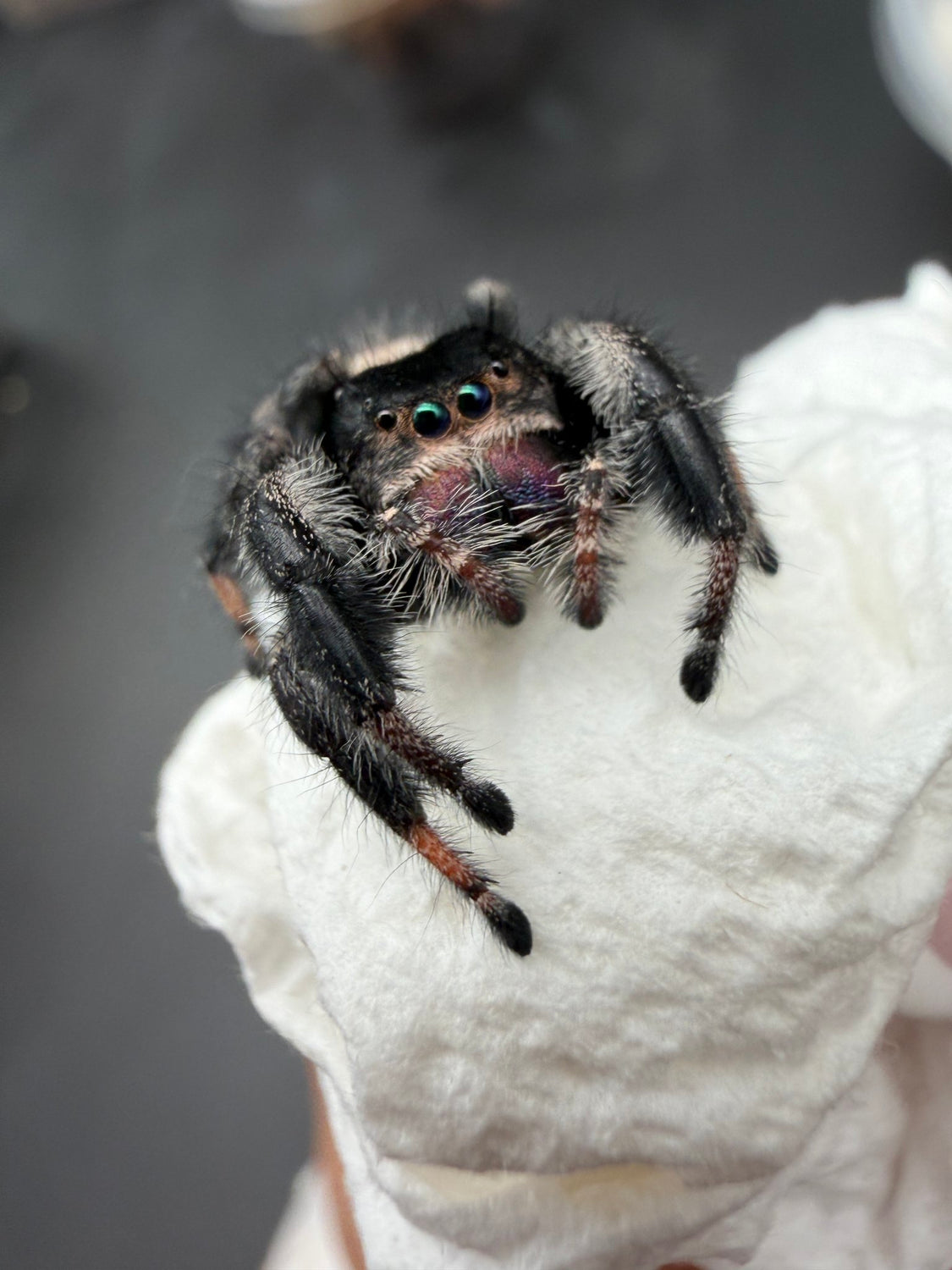 Regal Jumping Spider (Phidippus regius) 029 - 0.5-0.9" body (Juvenile/Adult) WC photo 2