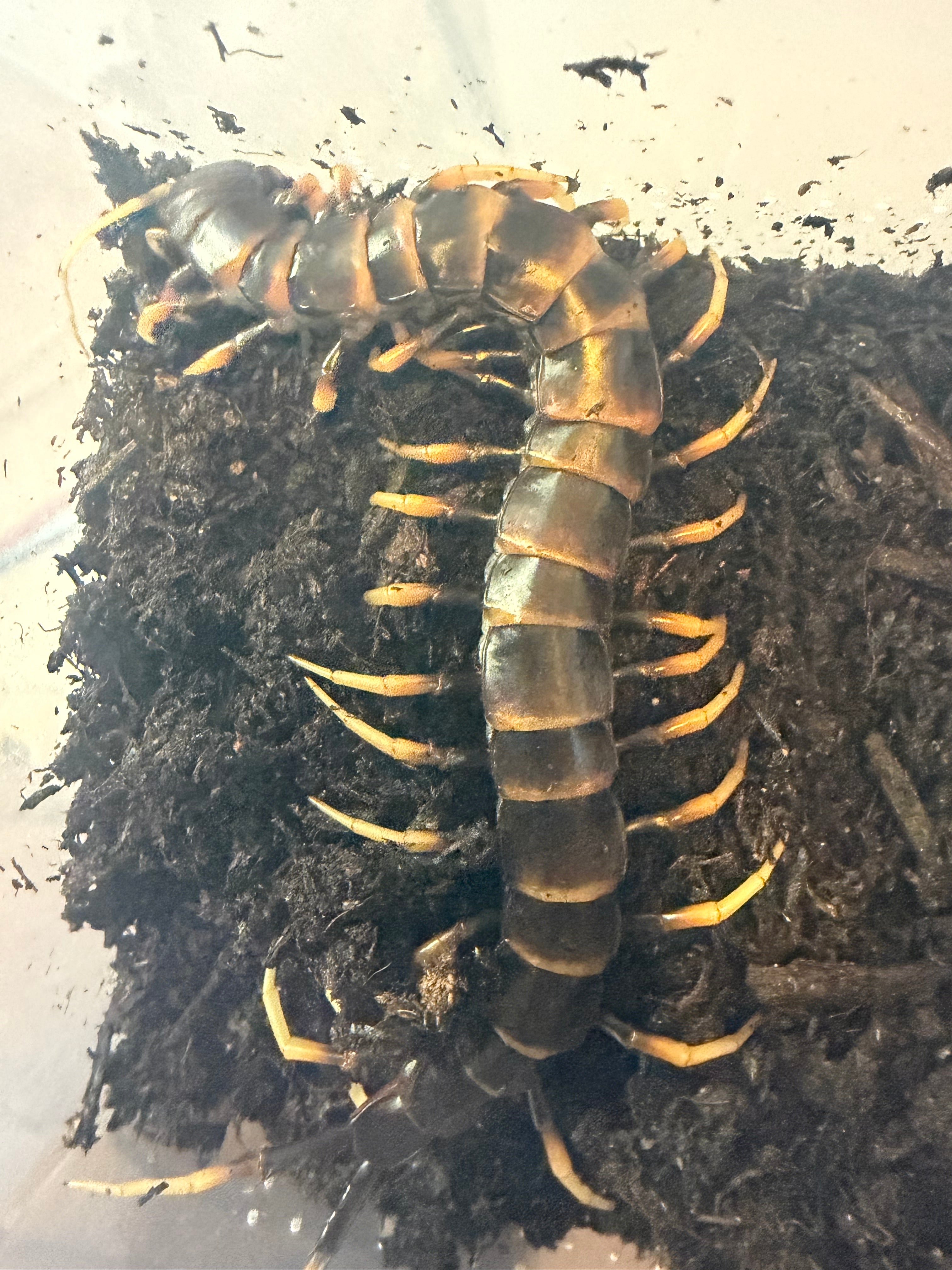 Lava Centipede (Scolopendra subspinipes 'Piceoflava') - 8-10" (Adult WC) photo 3