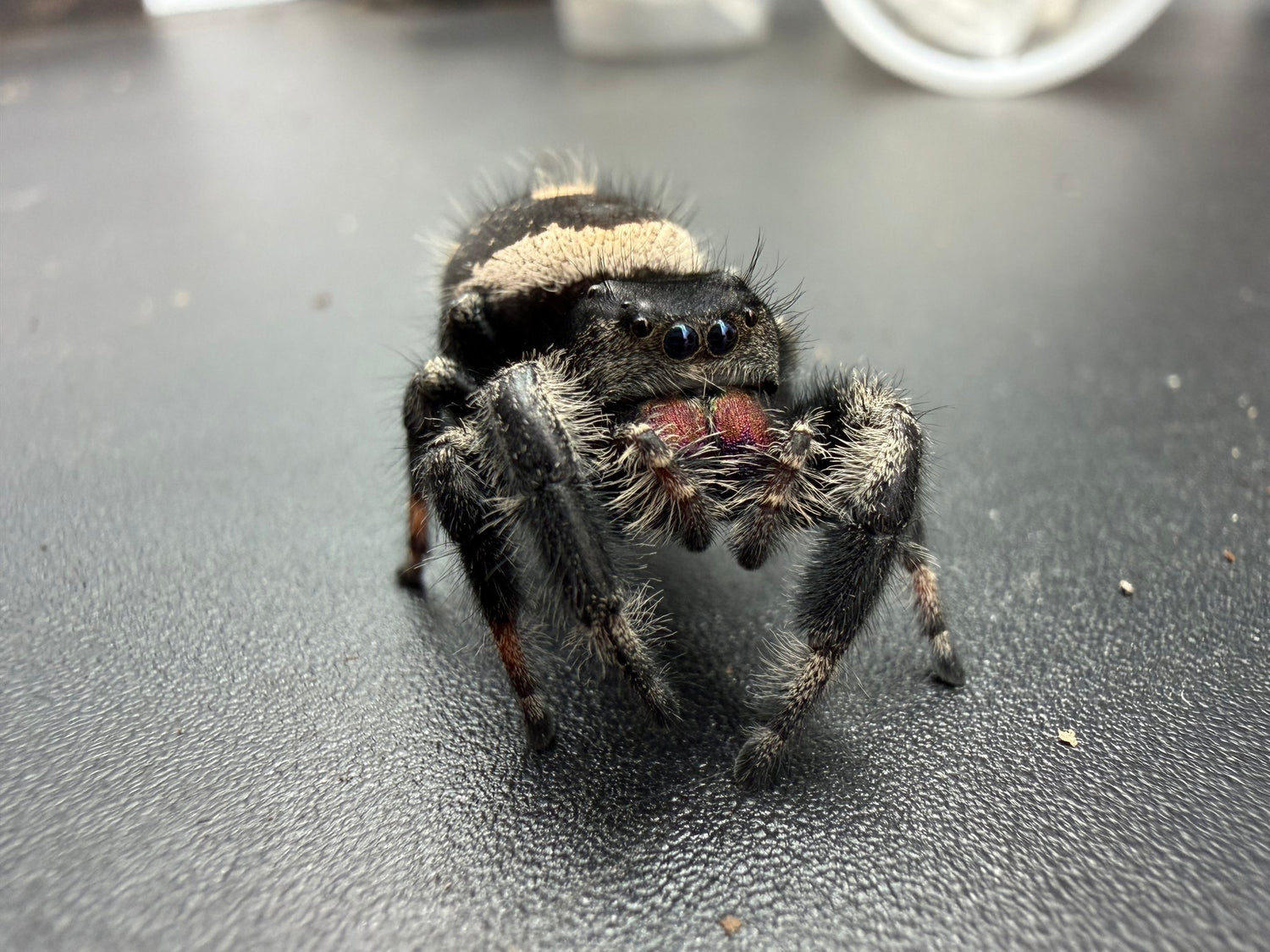 Regal Jumping Spider (Phidippus regius) 015 - 0.5-0.9" body (Juvenile/Adult) WC