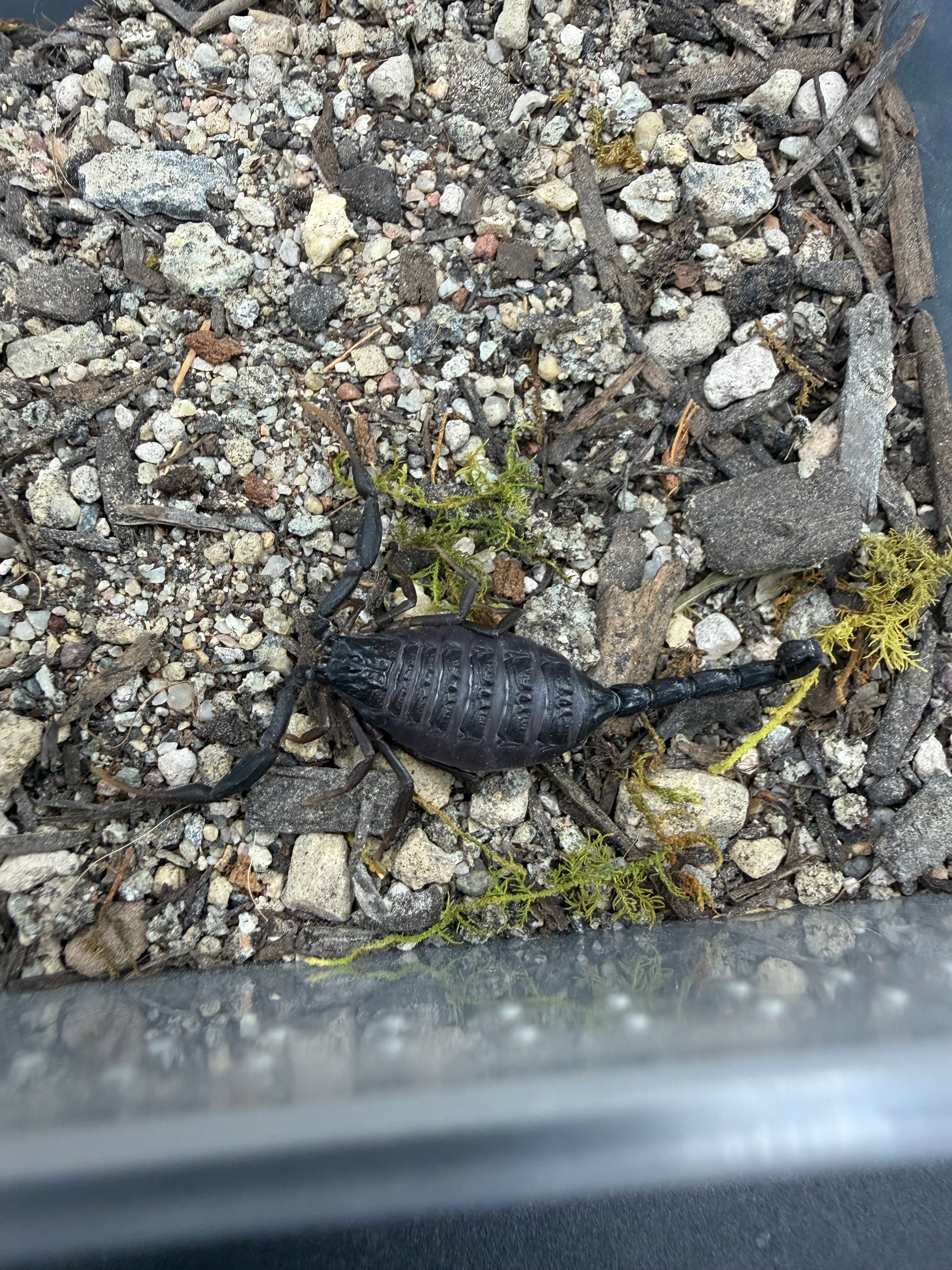Central Morocco Scorpion (Hottentotta gentili) - 0.75-1" (Juvenile)
