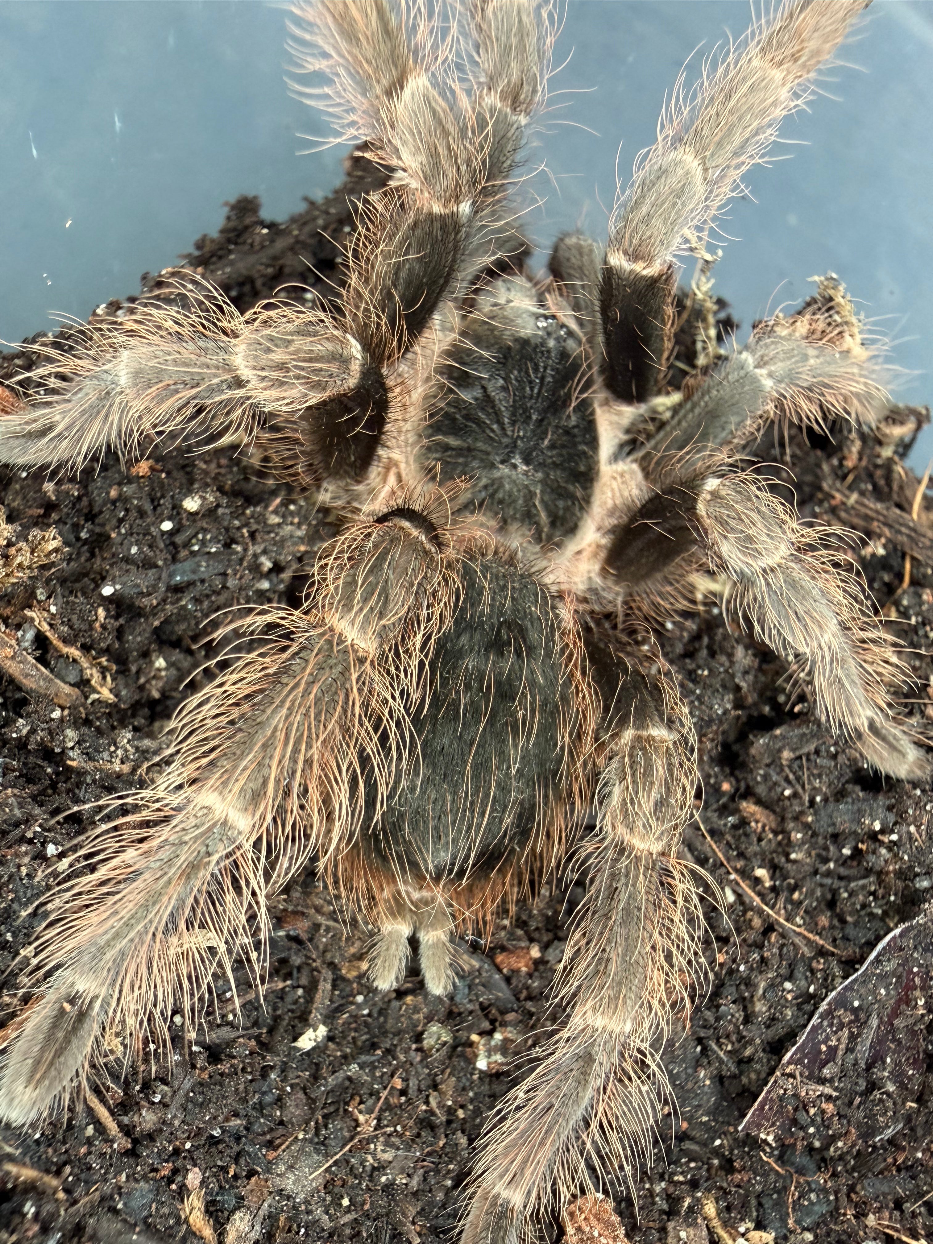 Brazilian Red Tarantula (Nhandu carapoensis) - 2.5-3" (Unsexed) photo 3