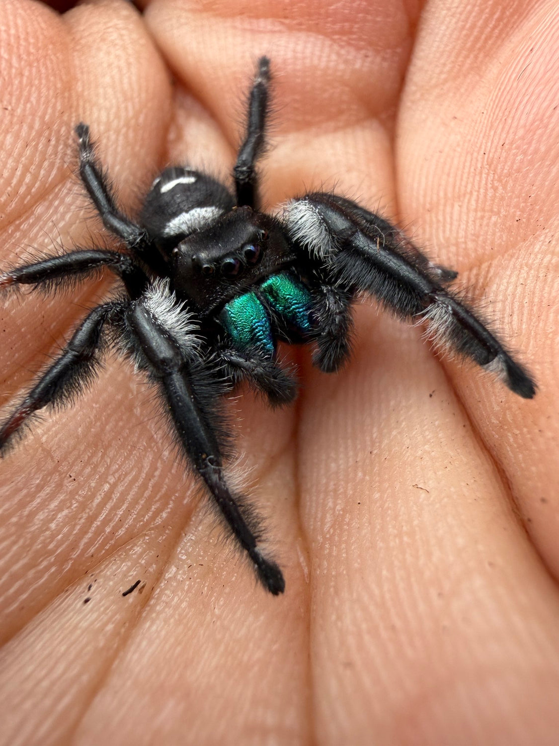 Regal Jumping Spider (Phidippus regius) 016 - 0.5-0.9" body (Juvenile/Adult) WC