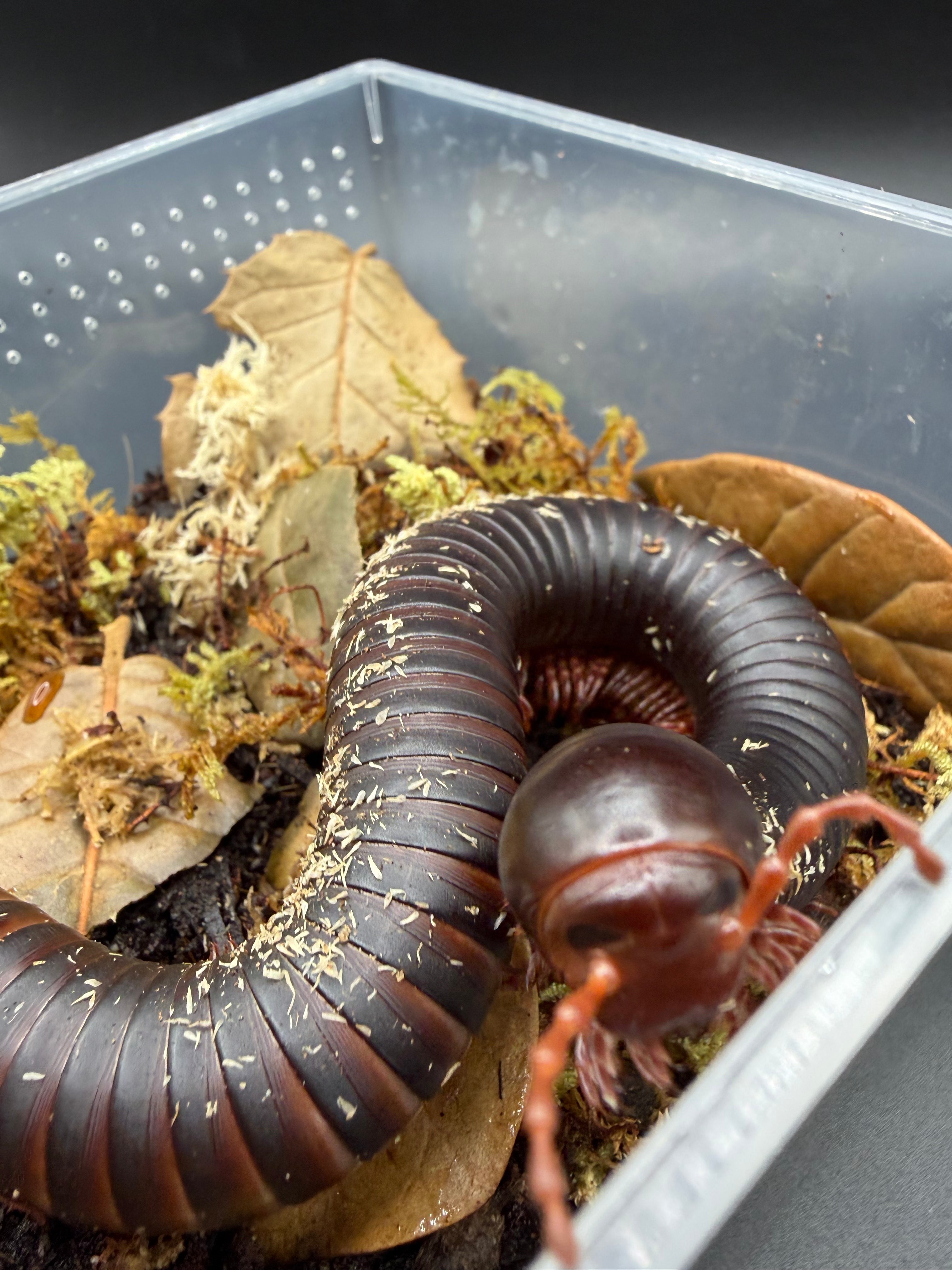 African Giant Millipede (Archispirostreptus gigas) - 5-8" (Medium-Large WC) photo 2