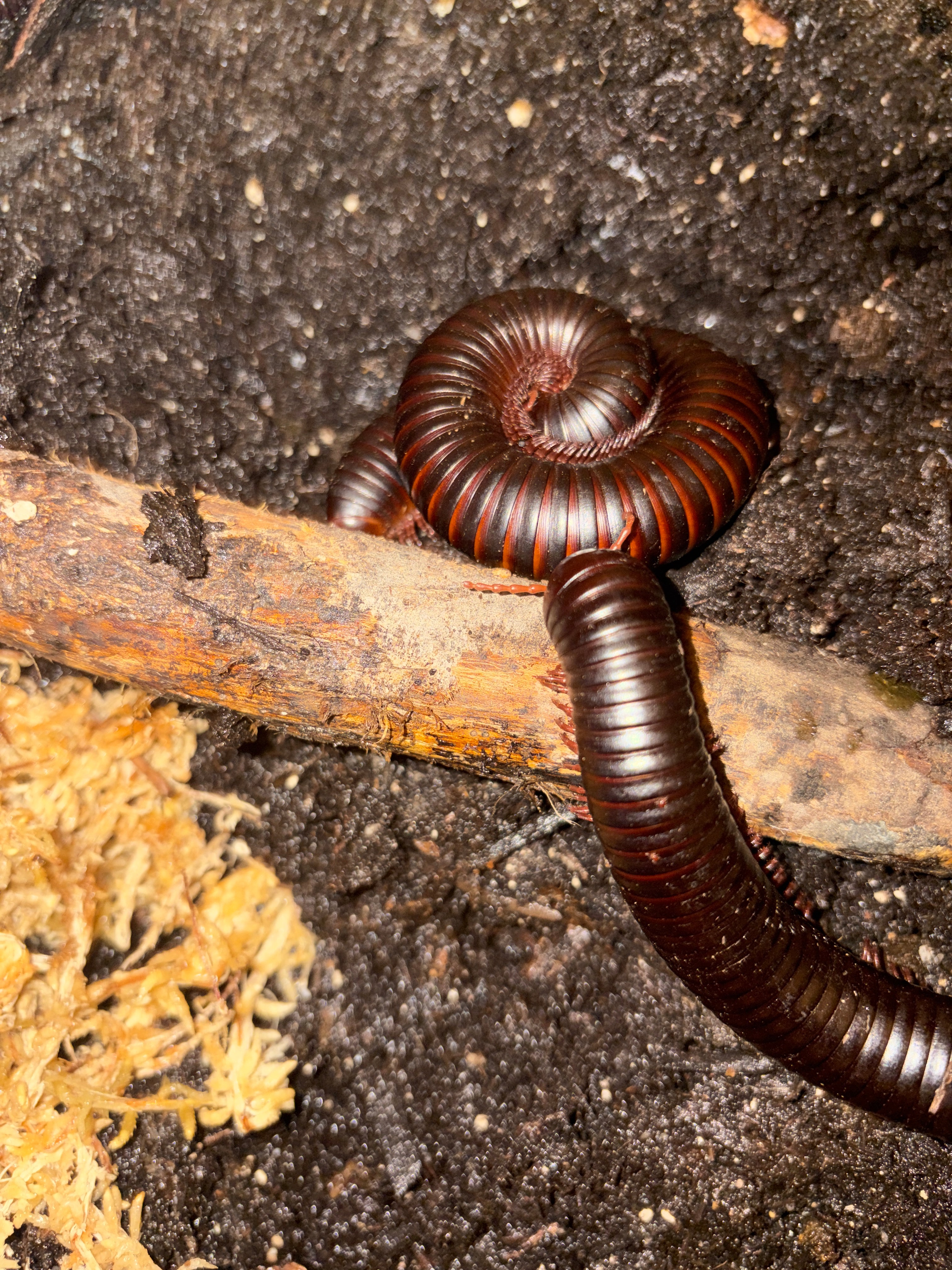 African Giant Millipede (Archispirostreptus gigas) Sexed Pair - Confirmed - 5-8" (Medium-Large WC) photo 2