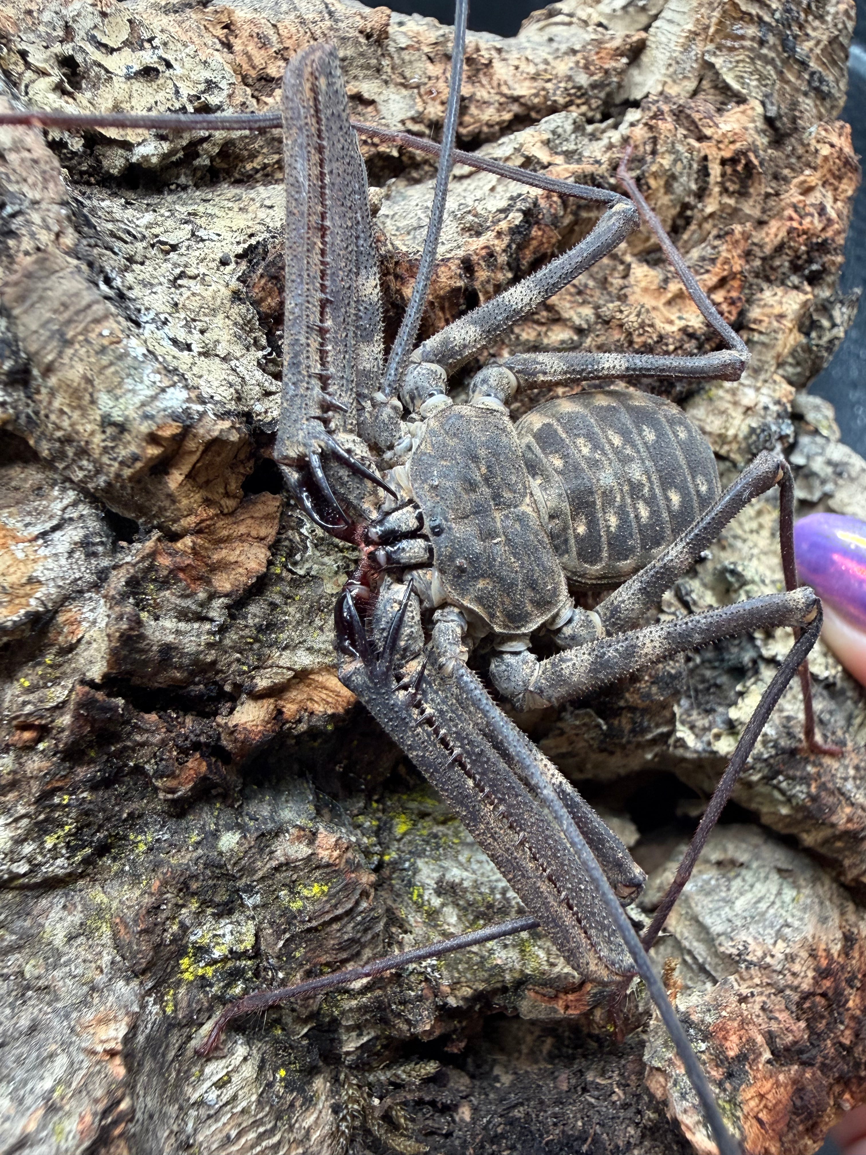 African Whip Scorpion (Damon variegatus) - 3-5" leg span (Mixed Sizes WC) photo 2