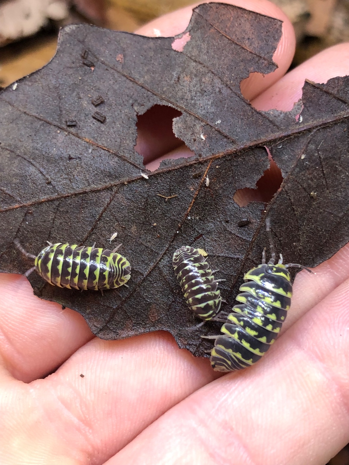 20ct - Armadillidium maculatum "Yellow Zebra"