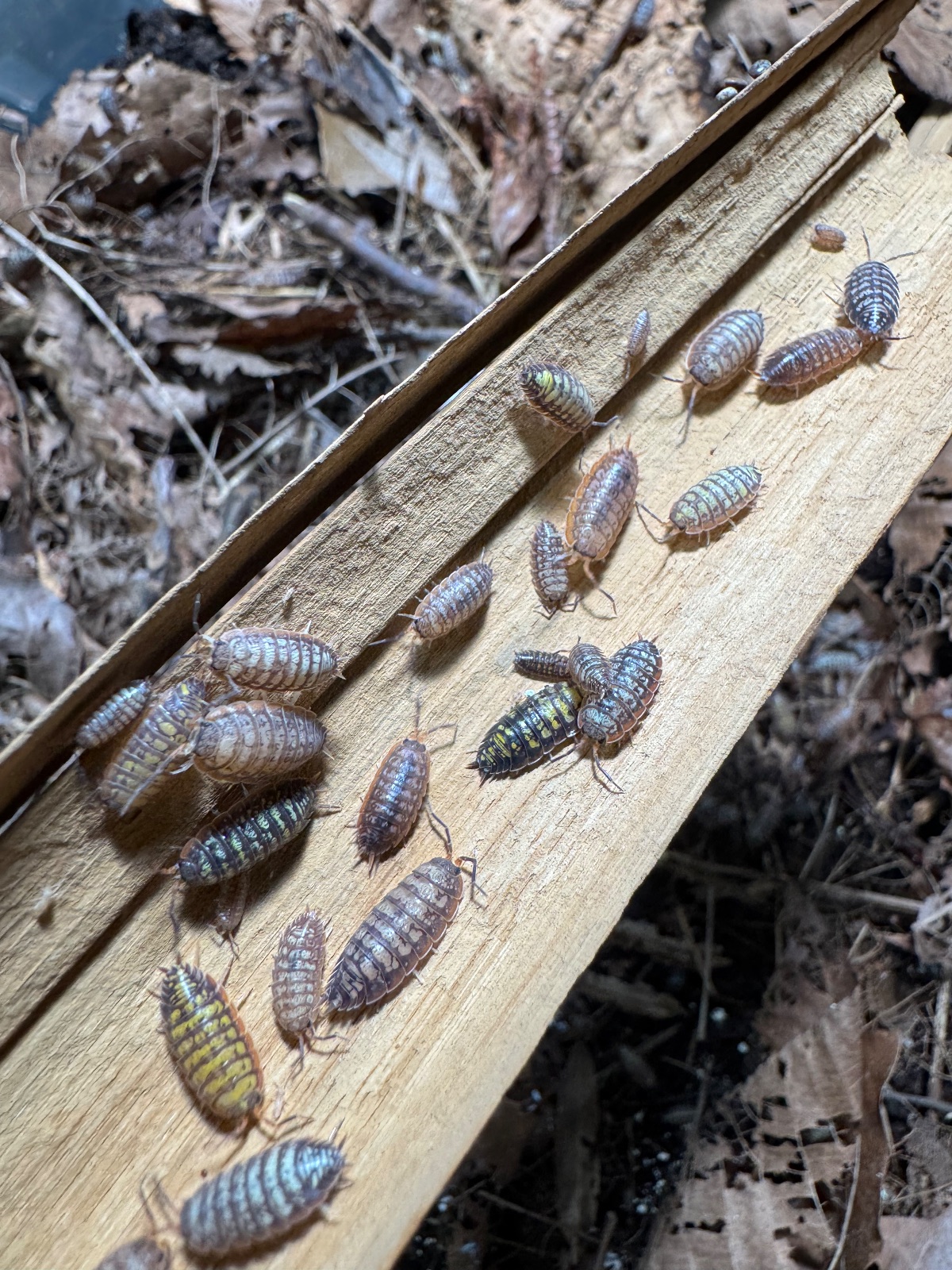 10ct - Porcellionides virgatus "Big Pine Key"