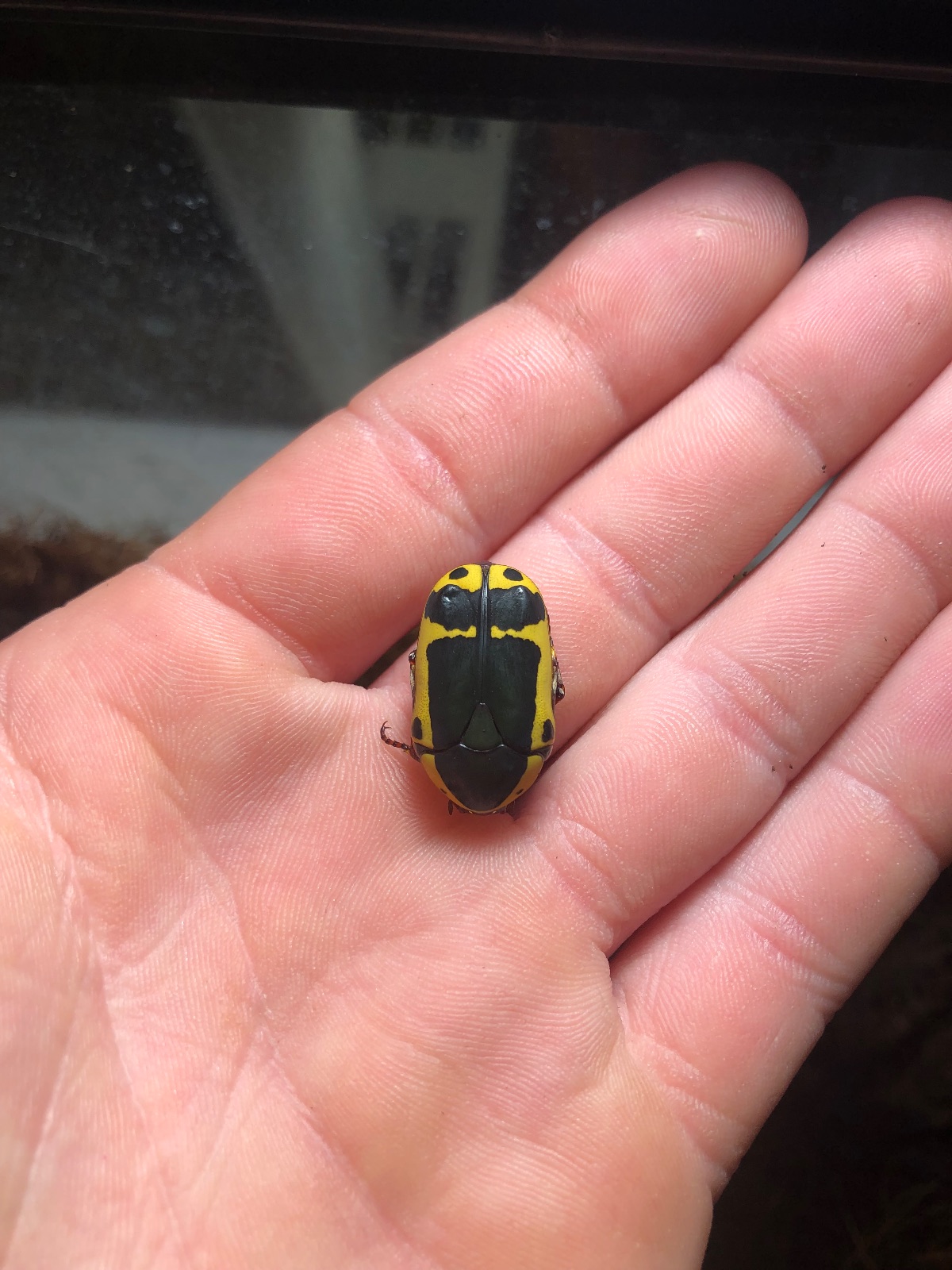 10ct - Pachnoda sinuata "Yellow Belly"