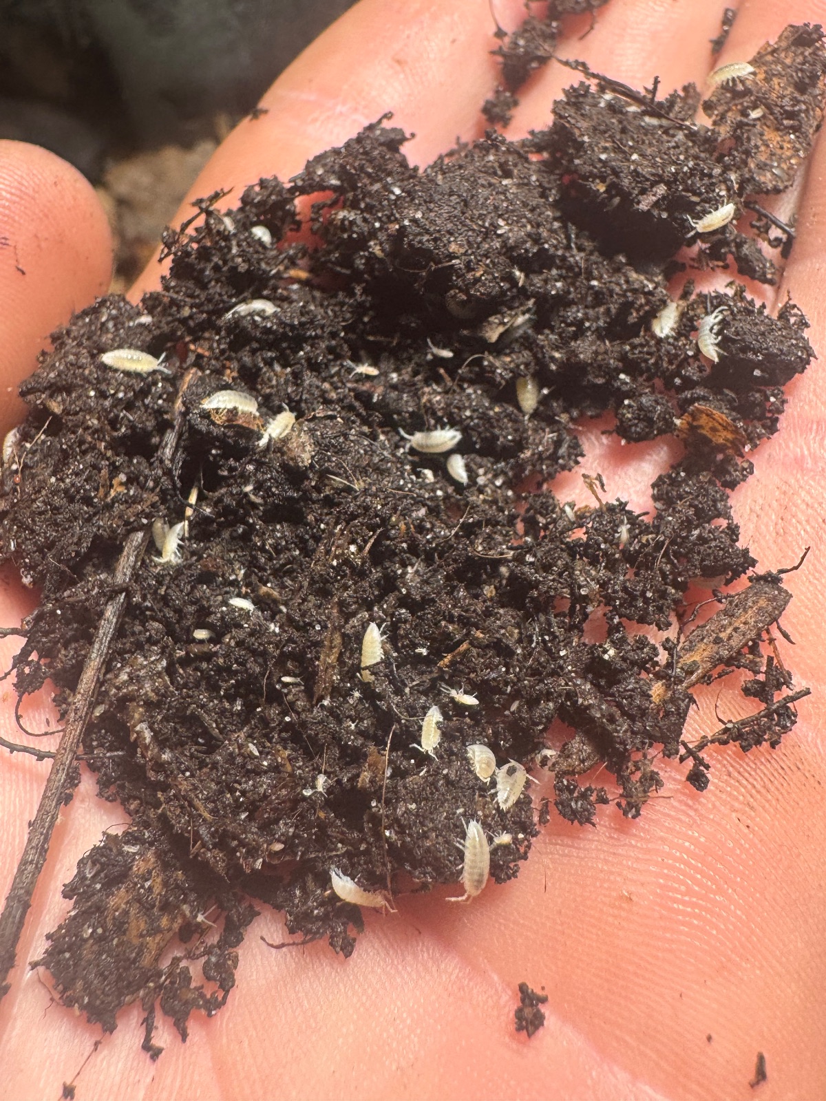 250ct - Trichorhina tomentosa "Dwarf White"