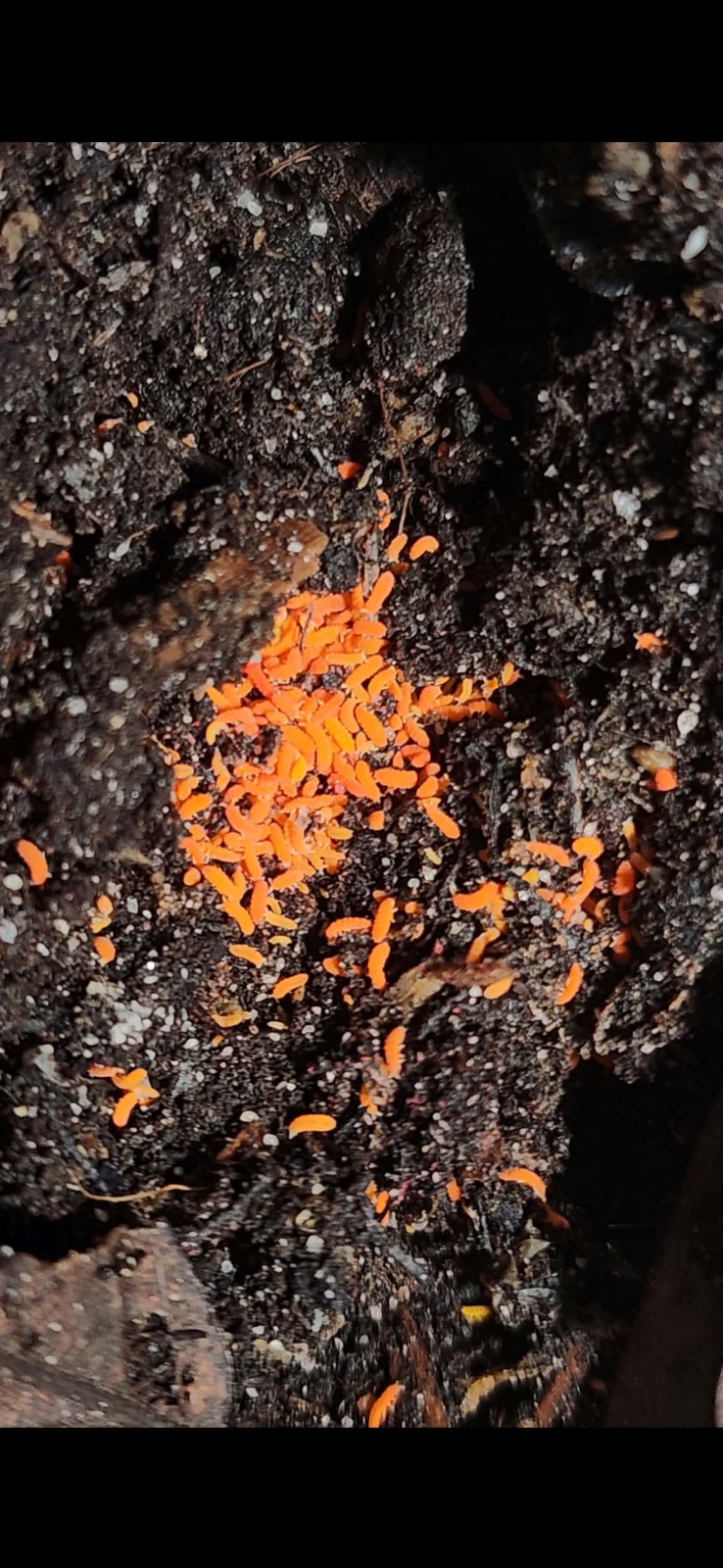 Orane Objects 100ct - Yuukianura aphoruroides