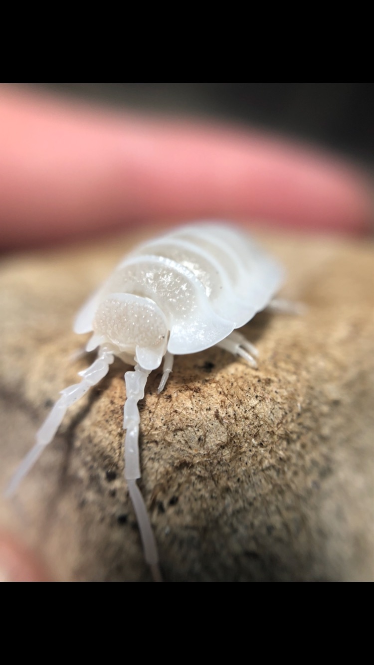 10ct - Porcellio hoffmannseggi "Whiteout Titan"