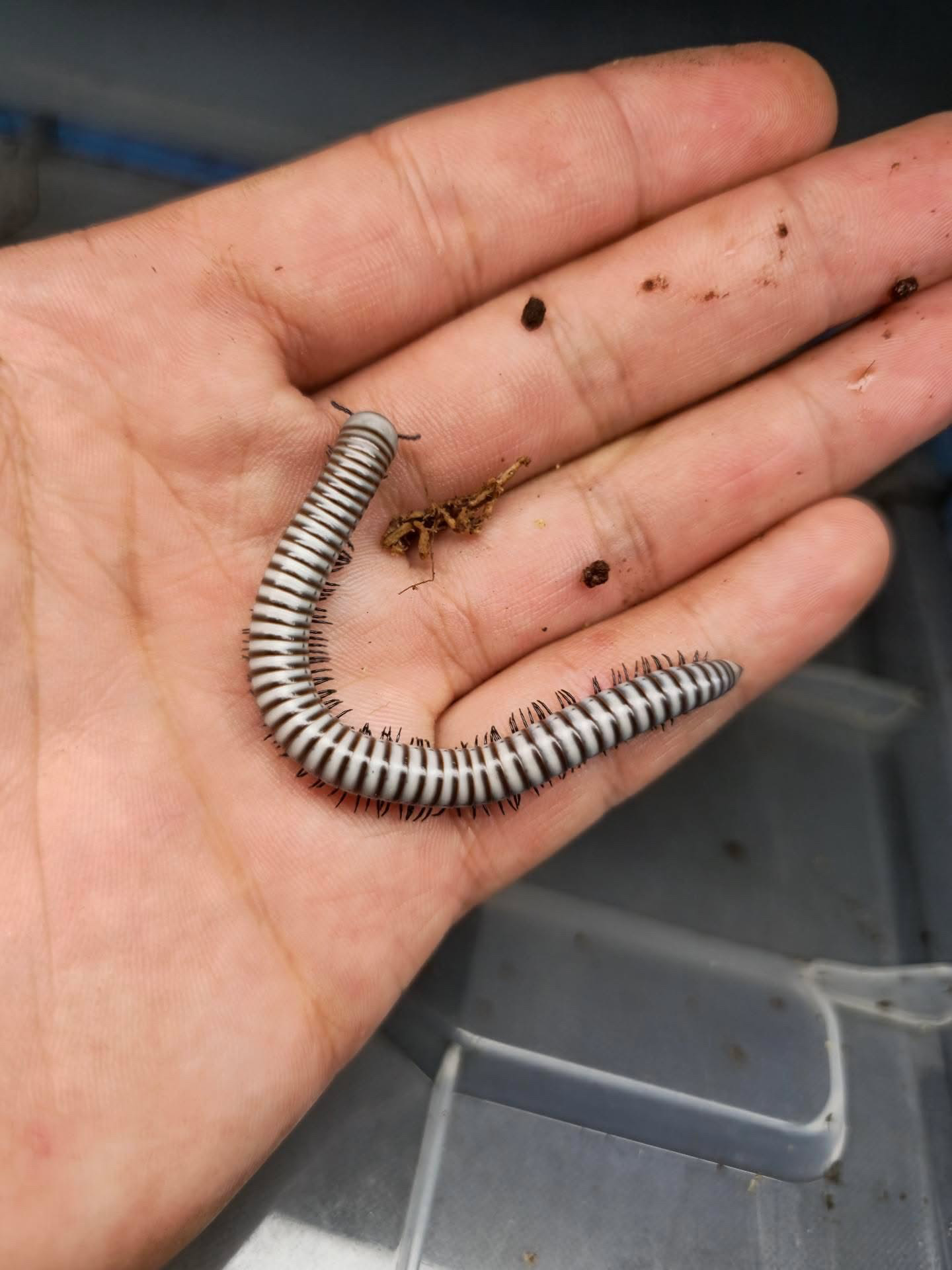 1ct - Anadenobolus sp. puerto rican tree millipedes "White Phase" photo 3