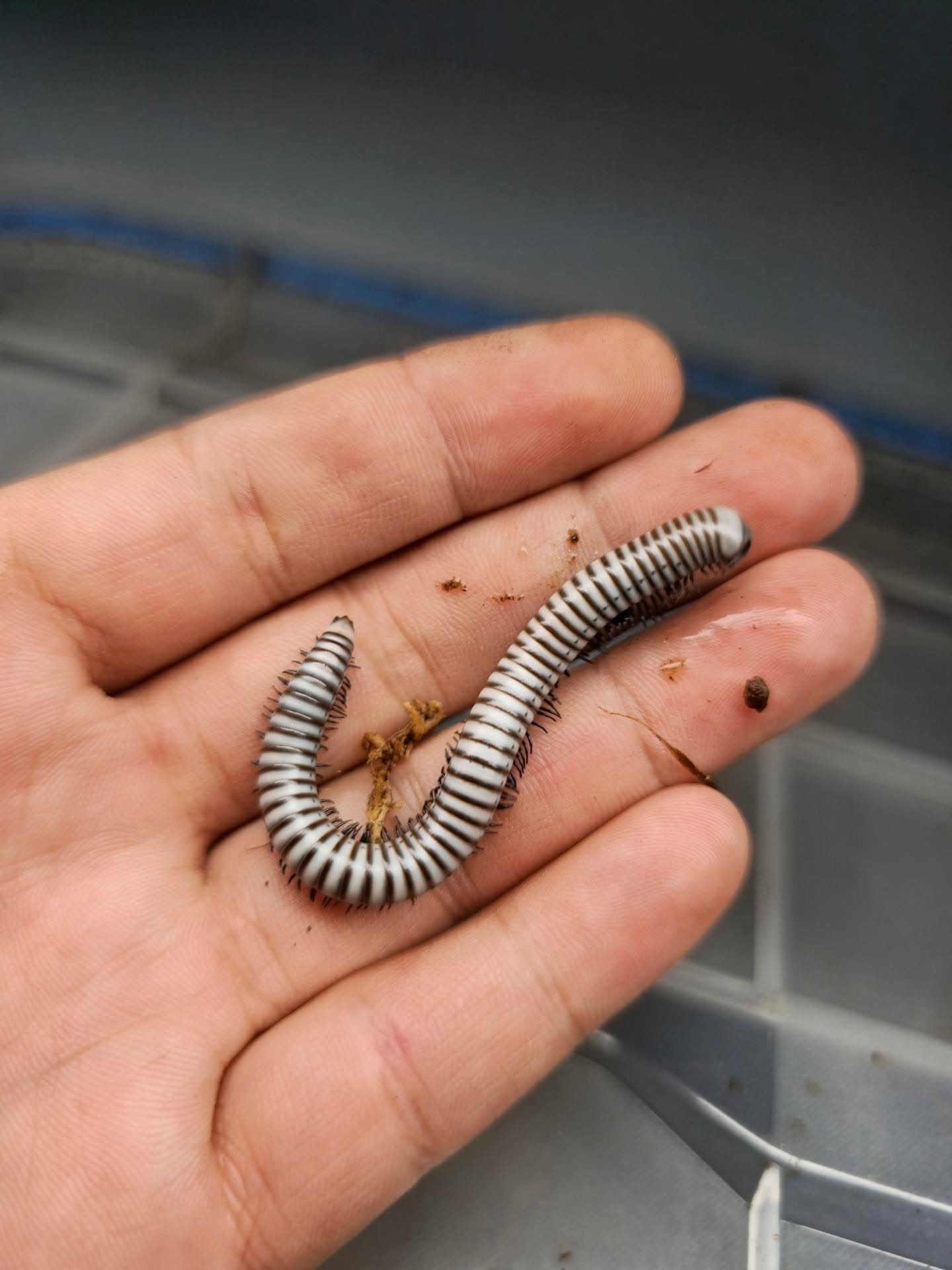 1ct - Anadenobolus sp. puerto rican tree millipedes "White Phase" photo 2