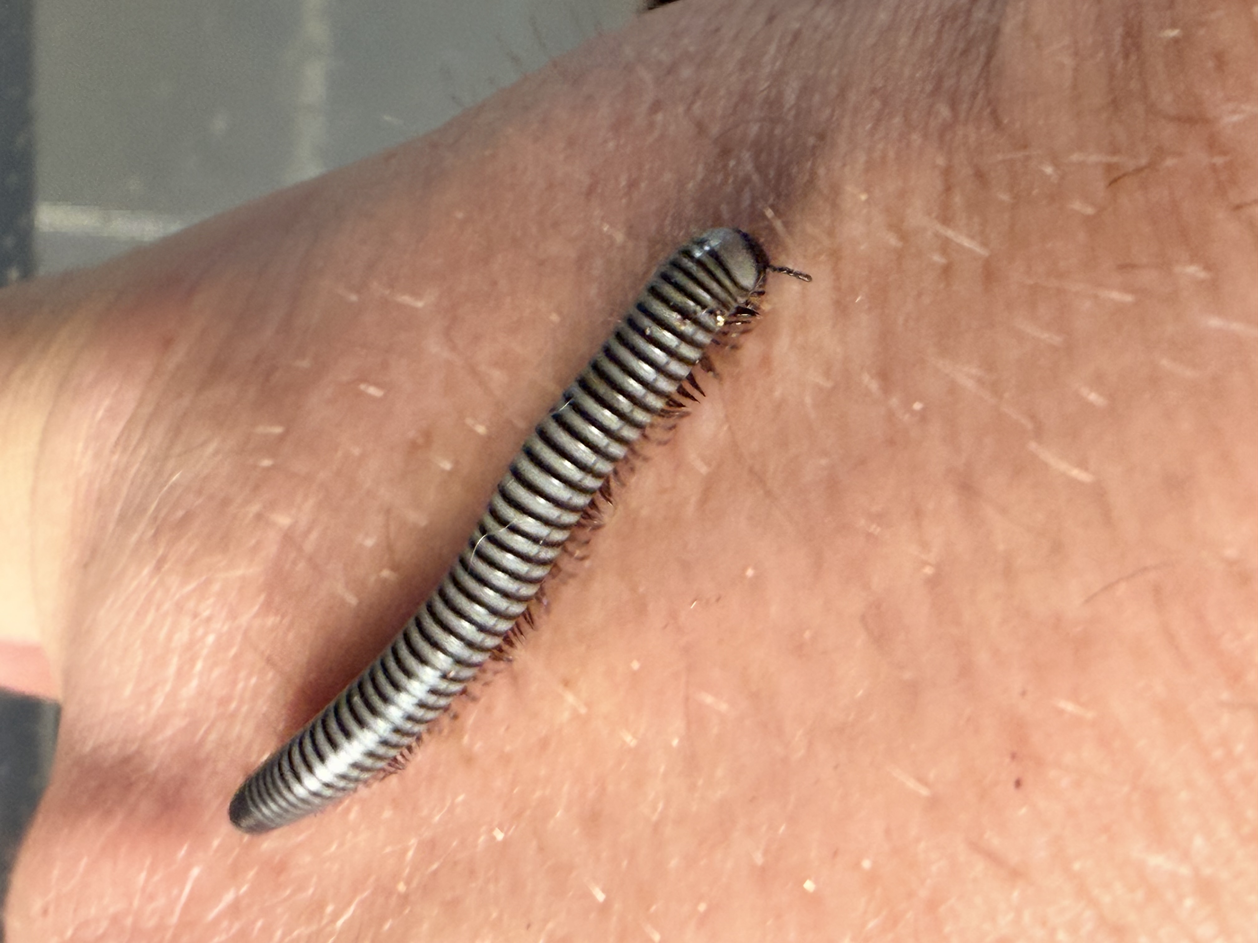 1ct - Anadenobolus sp. puerto rican tree millipedes "White Phase"