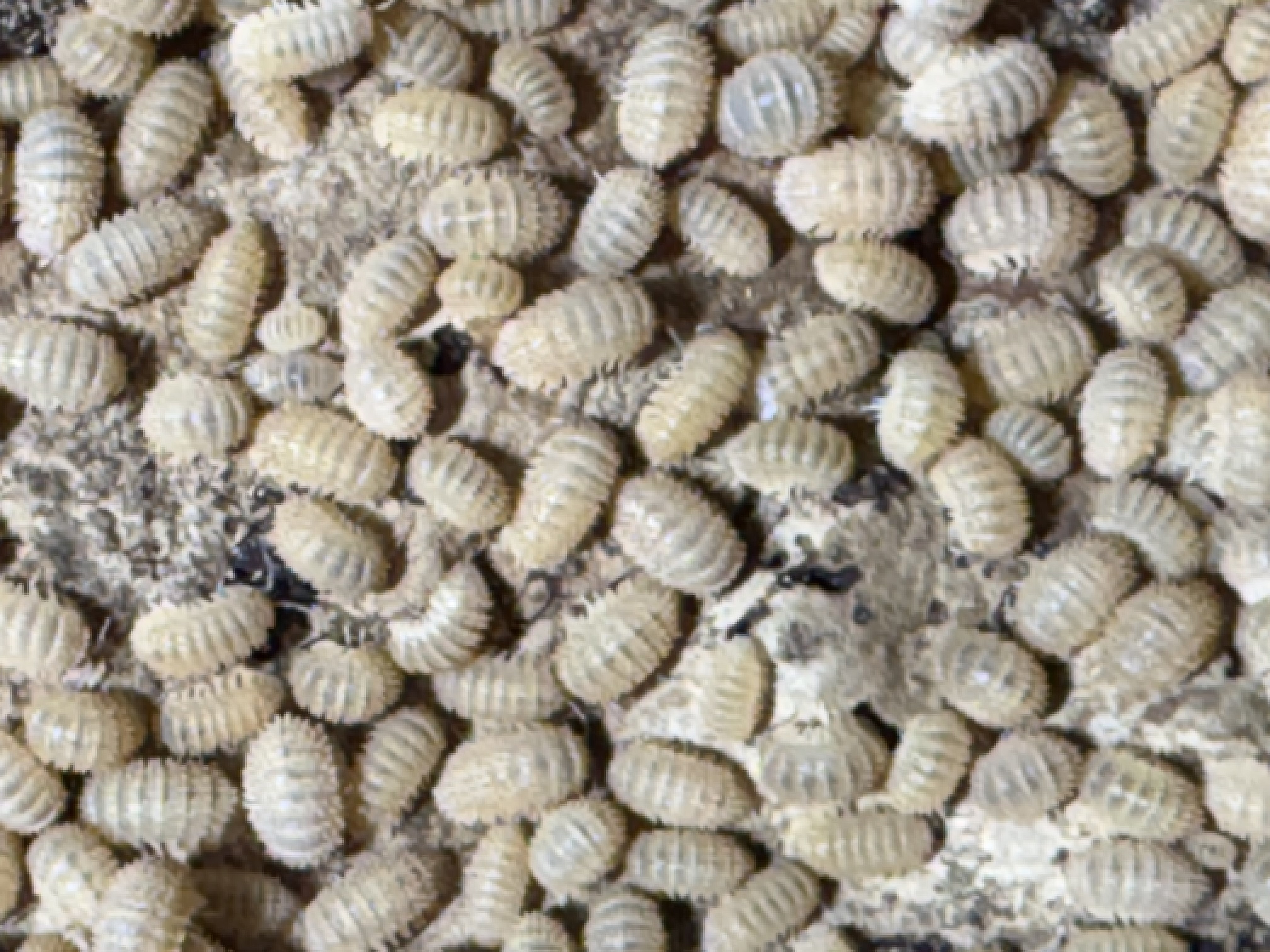 20ct - Cristarmadillidium muricatum "Pineapple Spiky"
