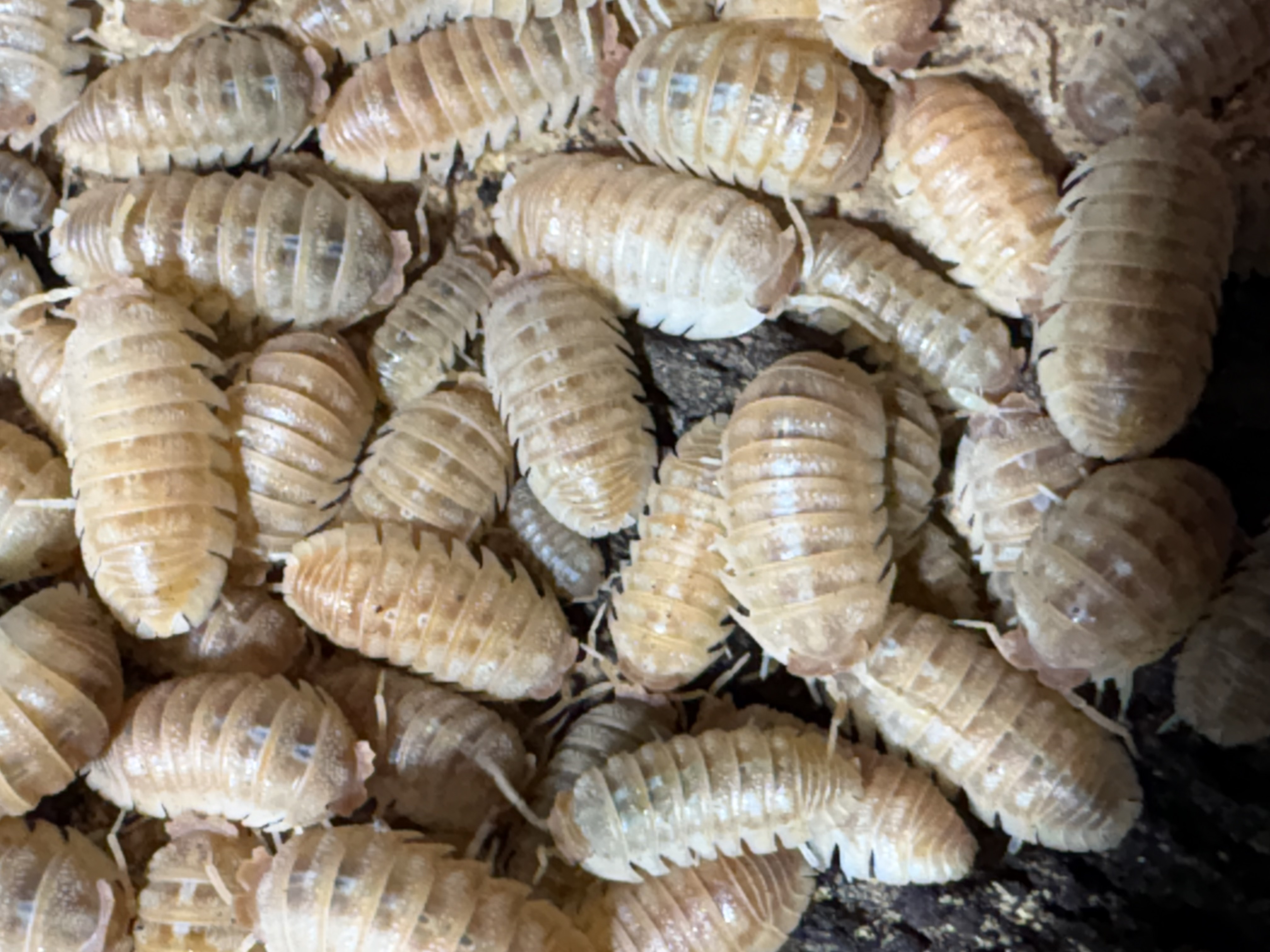 10ct - Armadillidium hauseni "Triceratops"
