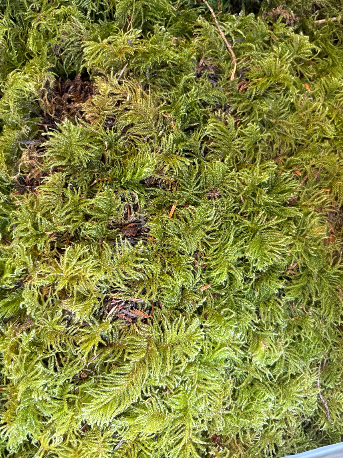 Feather Moss (1 Gallon)