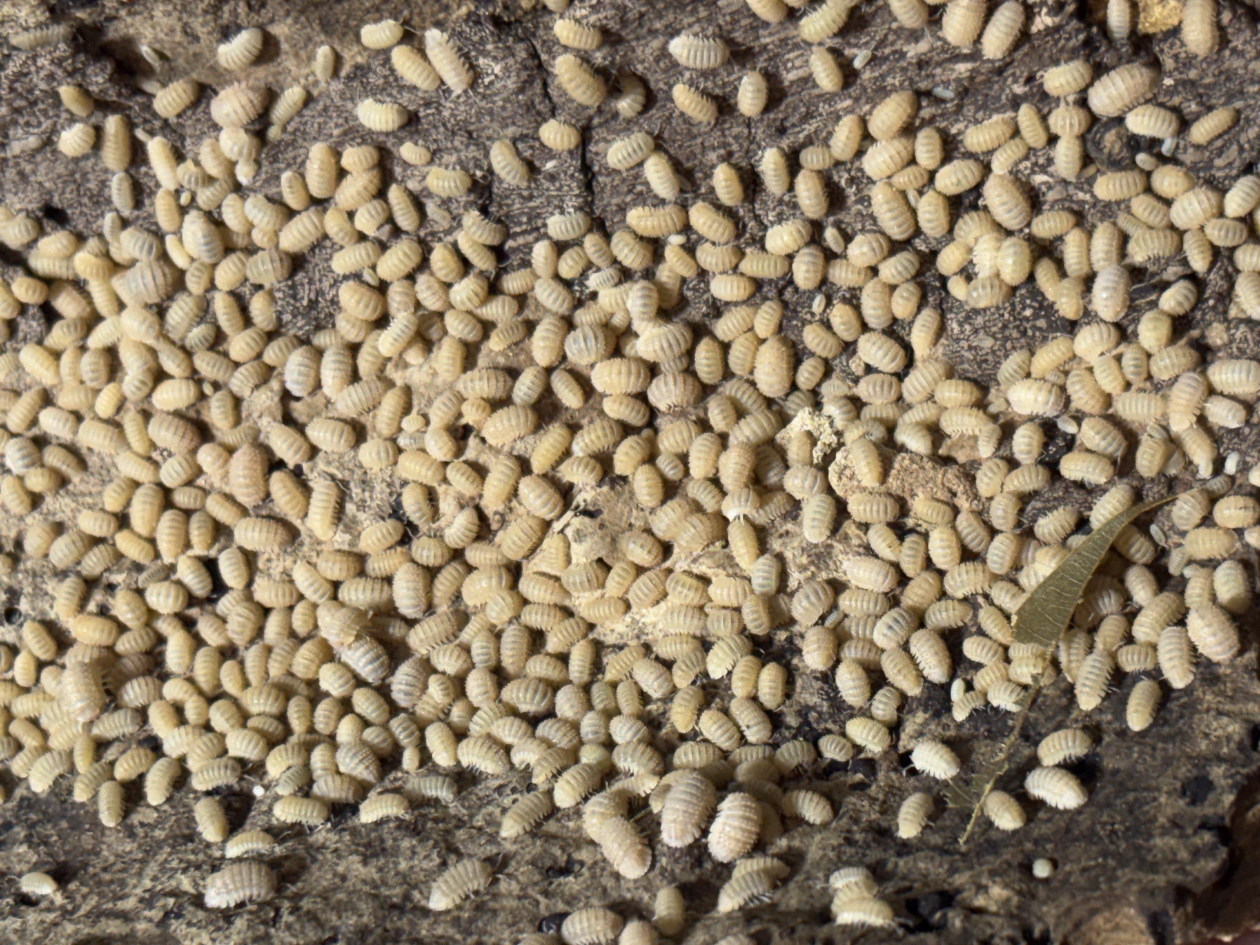 20ct - Cristarmadillidium muricatum "Pineapple Spiky" photo 2
