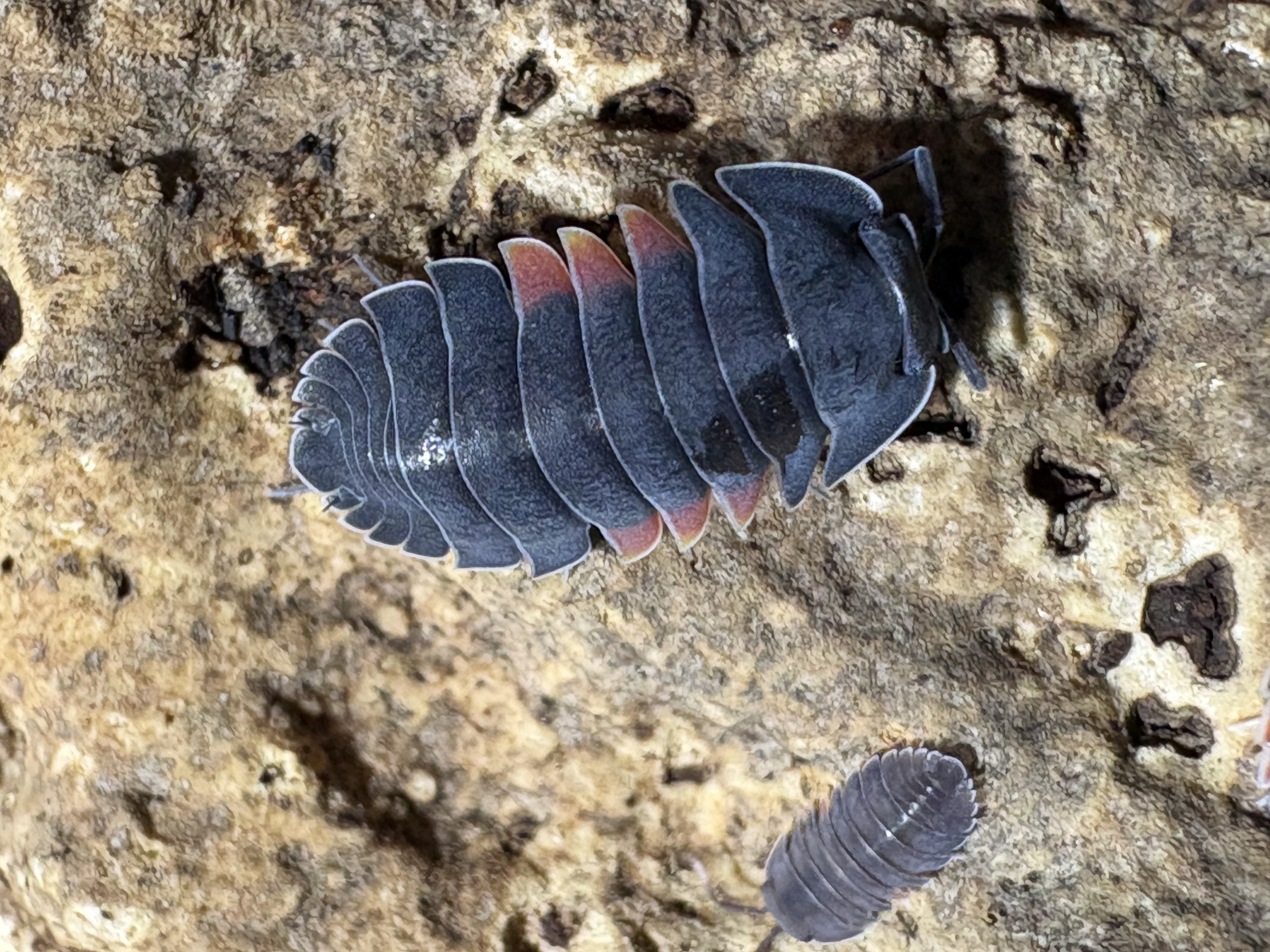 5ct - Ardentiella "Firewings" photo 2