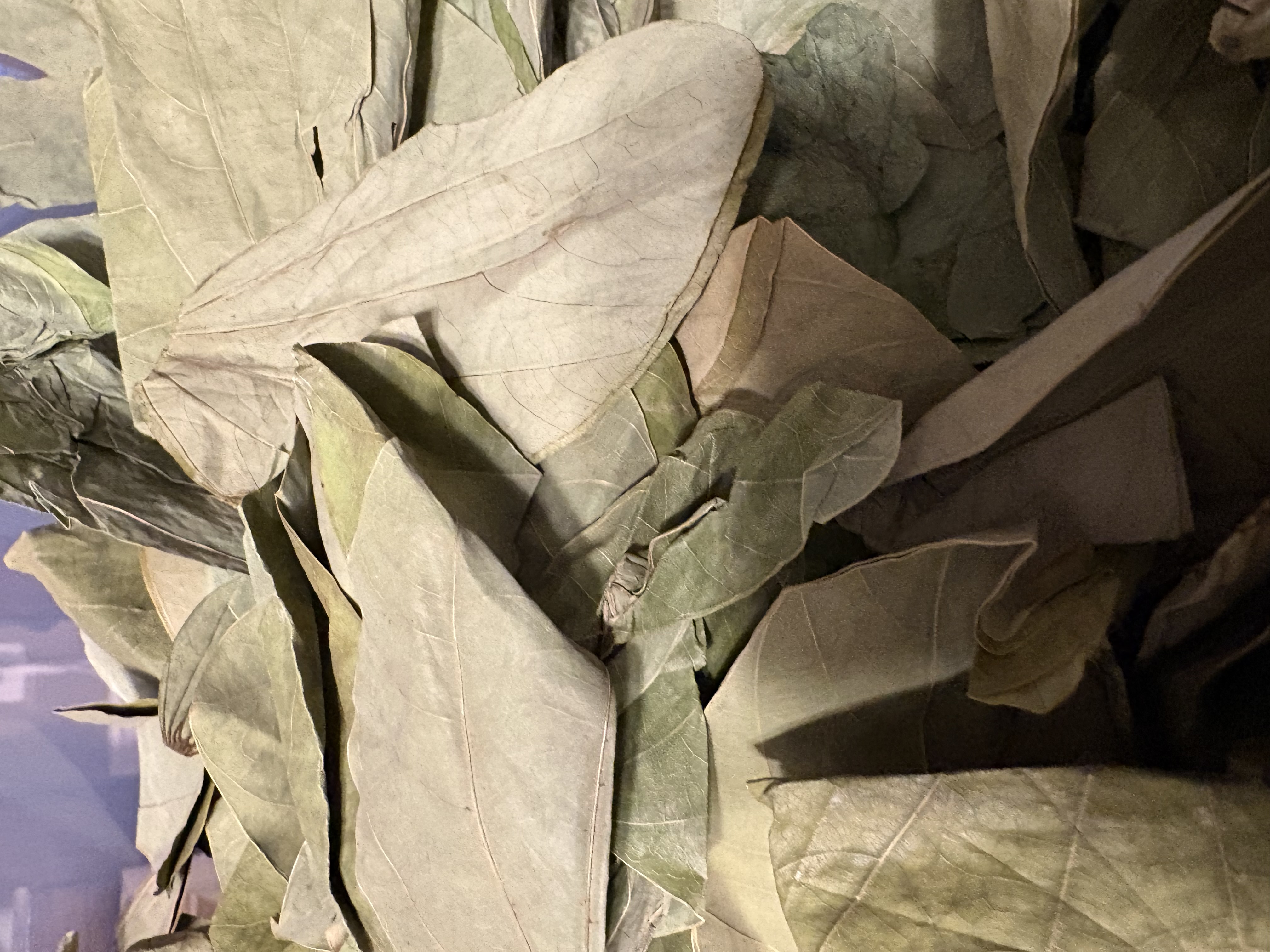 Asian orchid leaves gallon bag