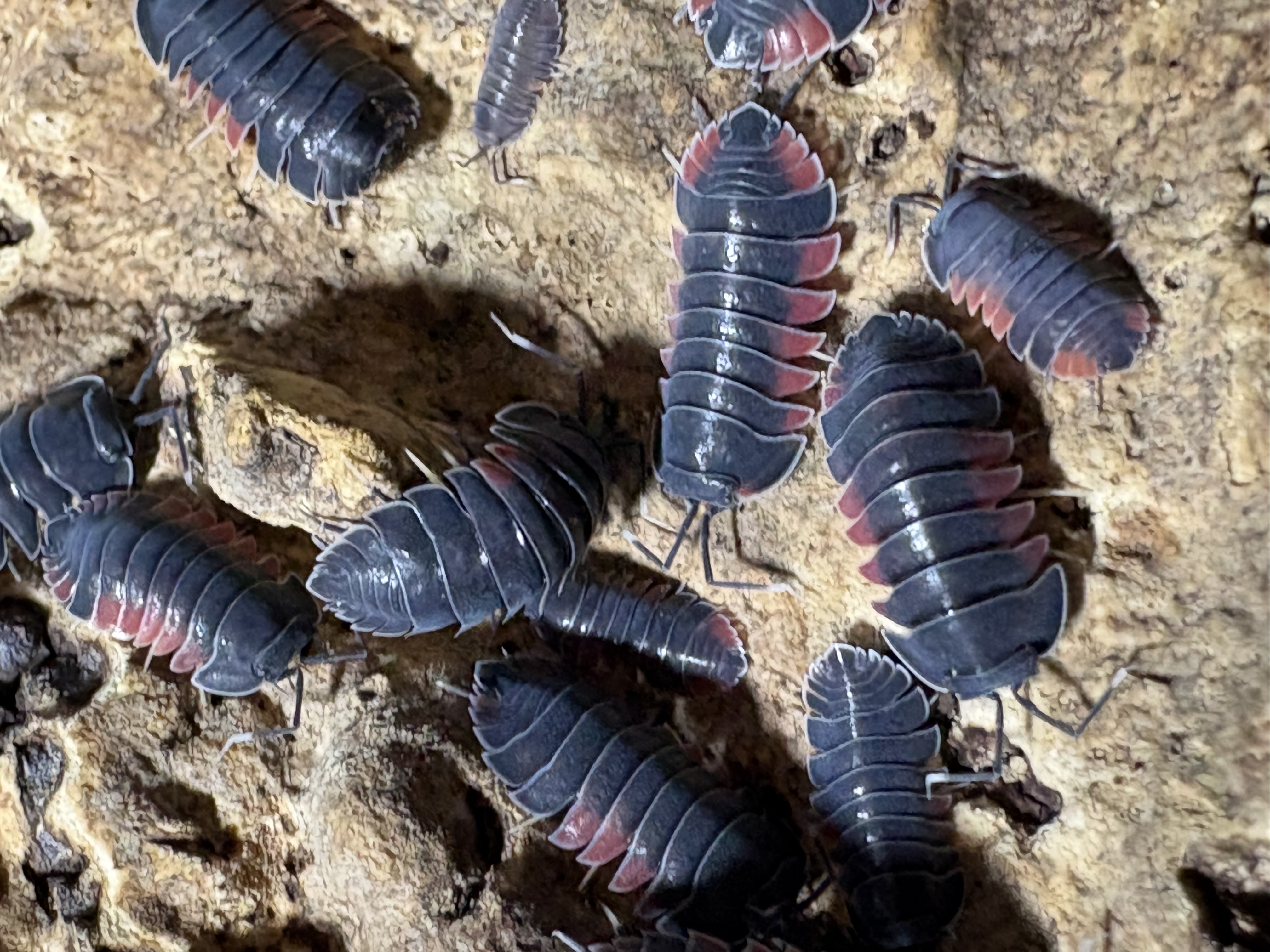 5ct - Ardentiella "Firewings" photo 3