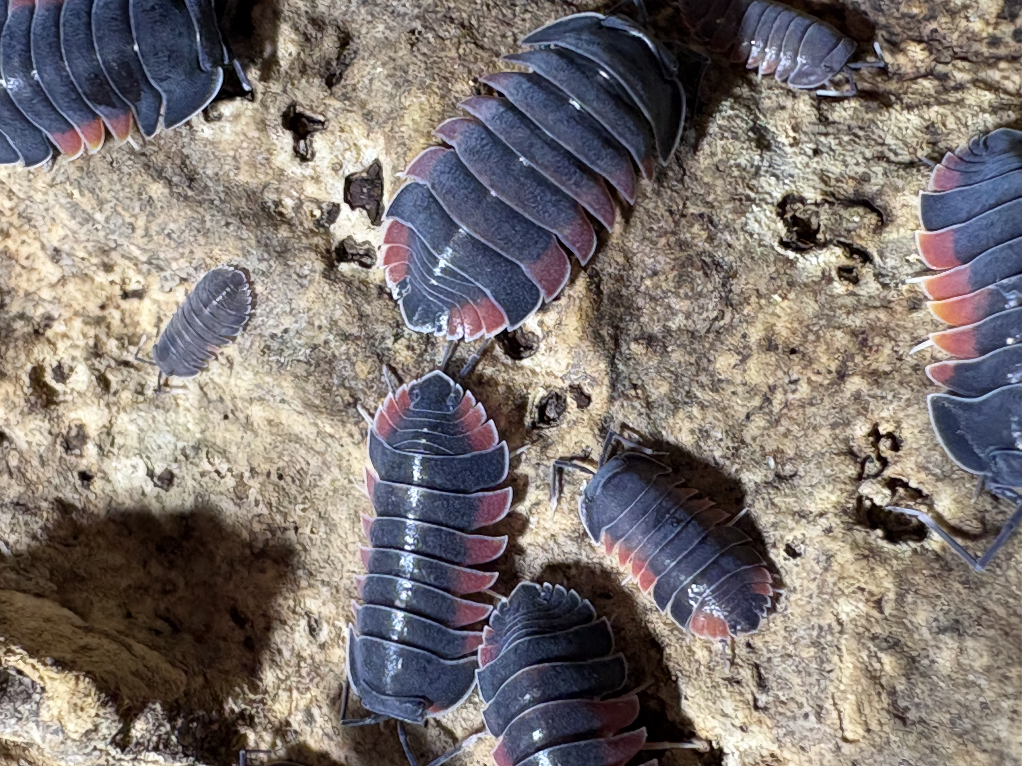 5ct - Ardentiella "Firewings"