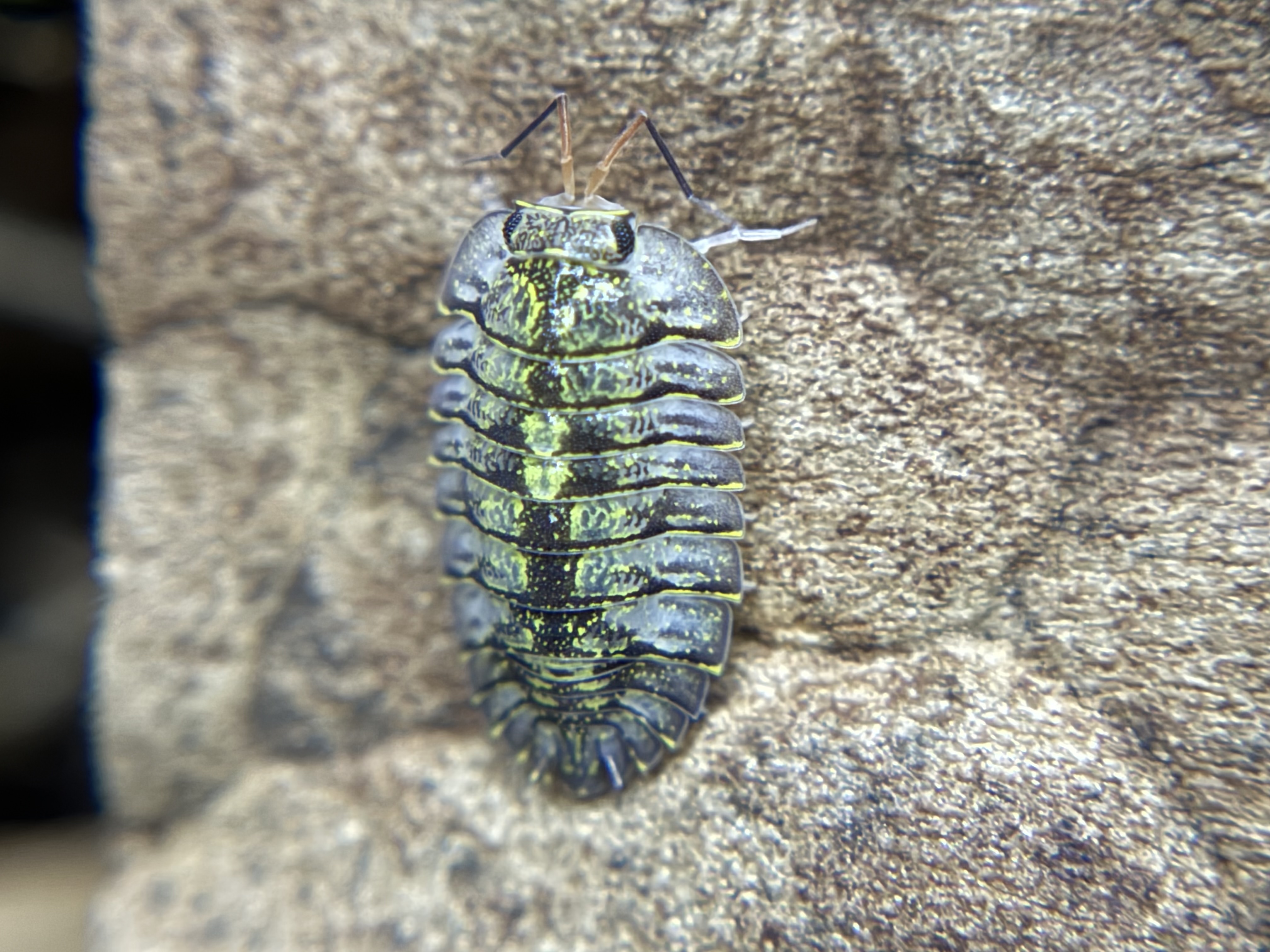 10ct - Troglodillo "Green Spot"