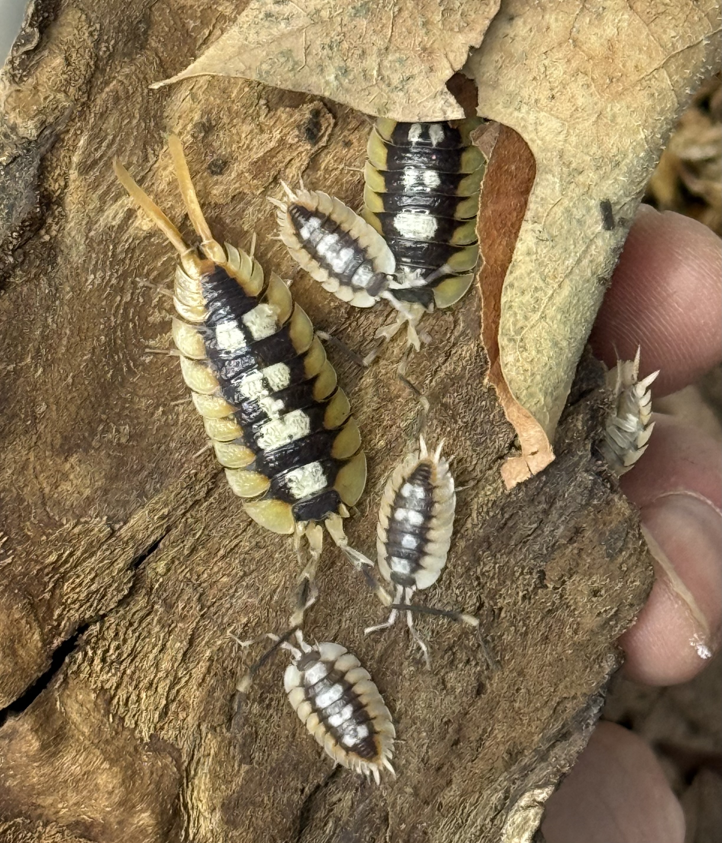 10ct - Porcellio expansus "Orange"