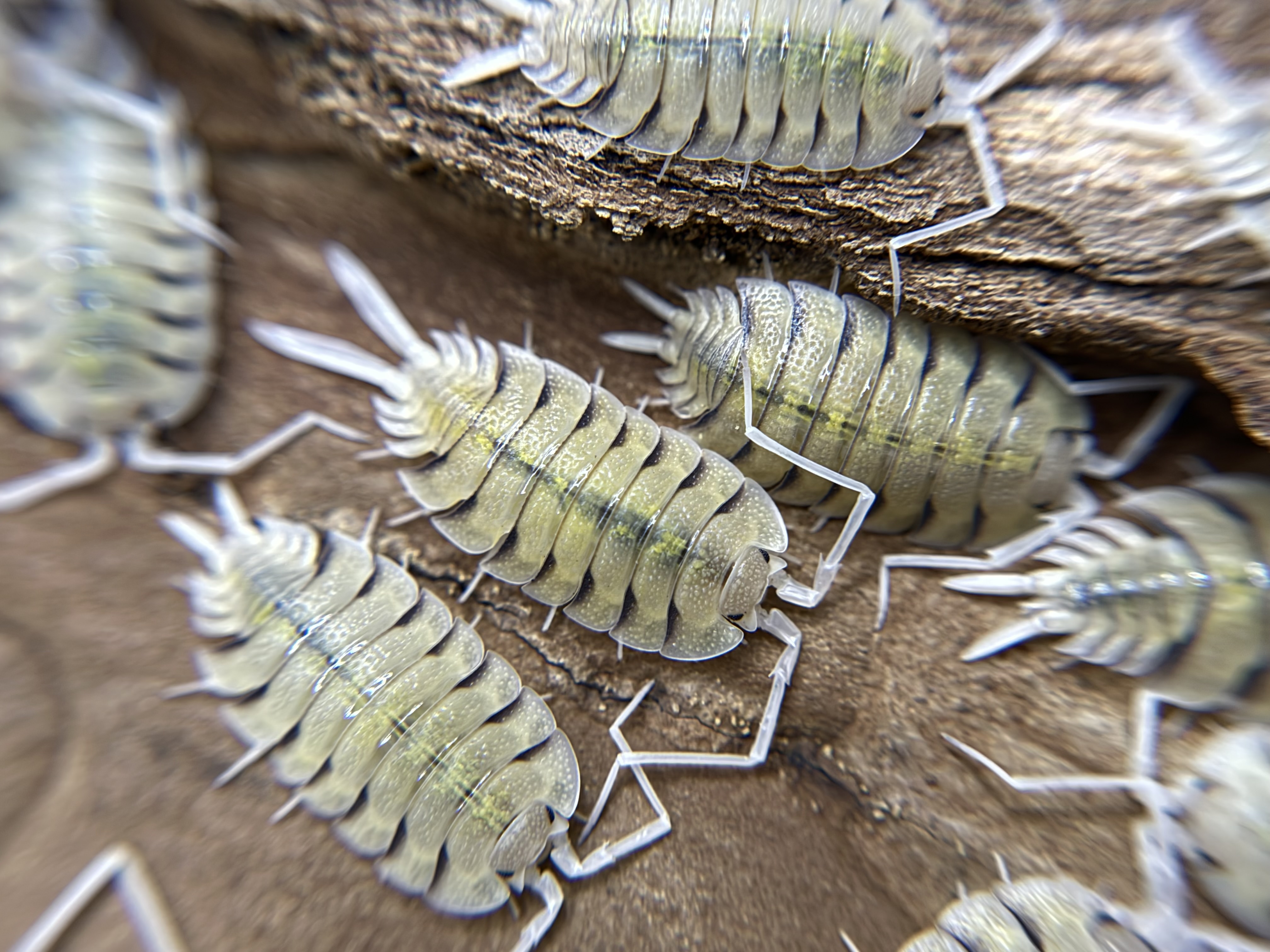 10ct - Porcellio "Bolivari"