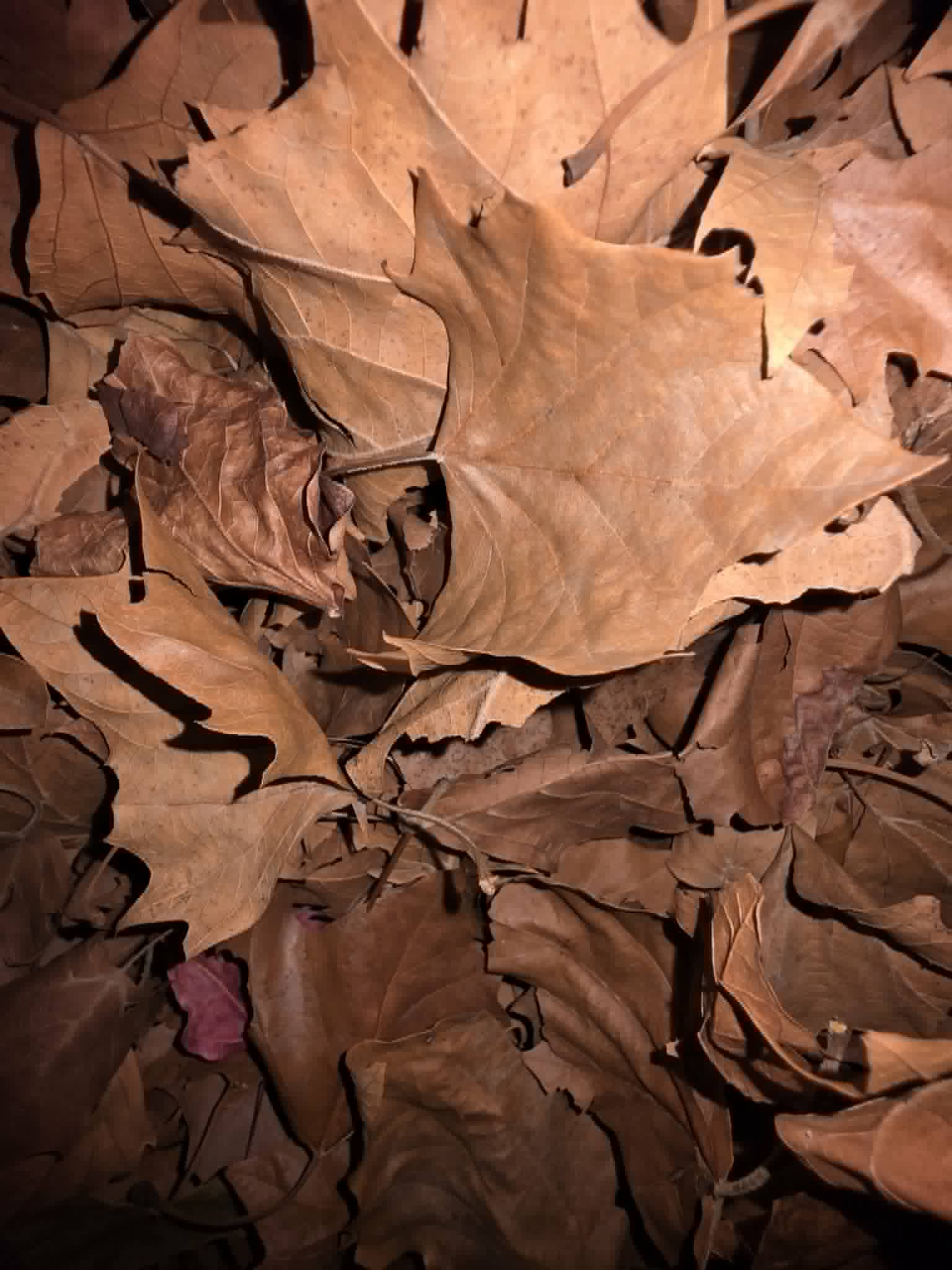 American sycamore leaves