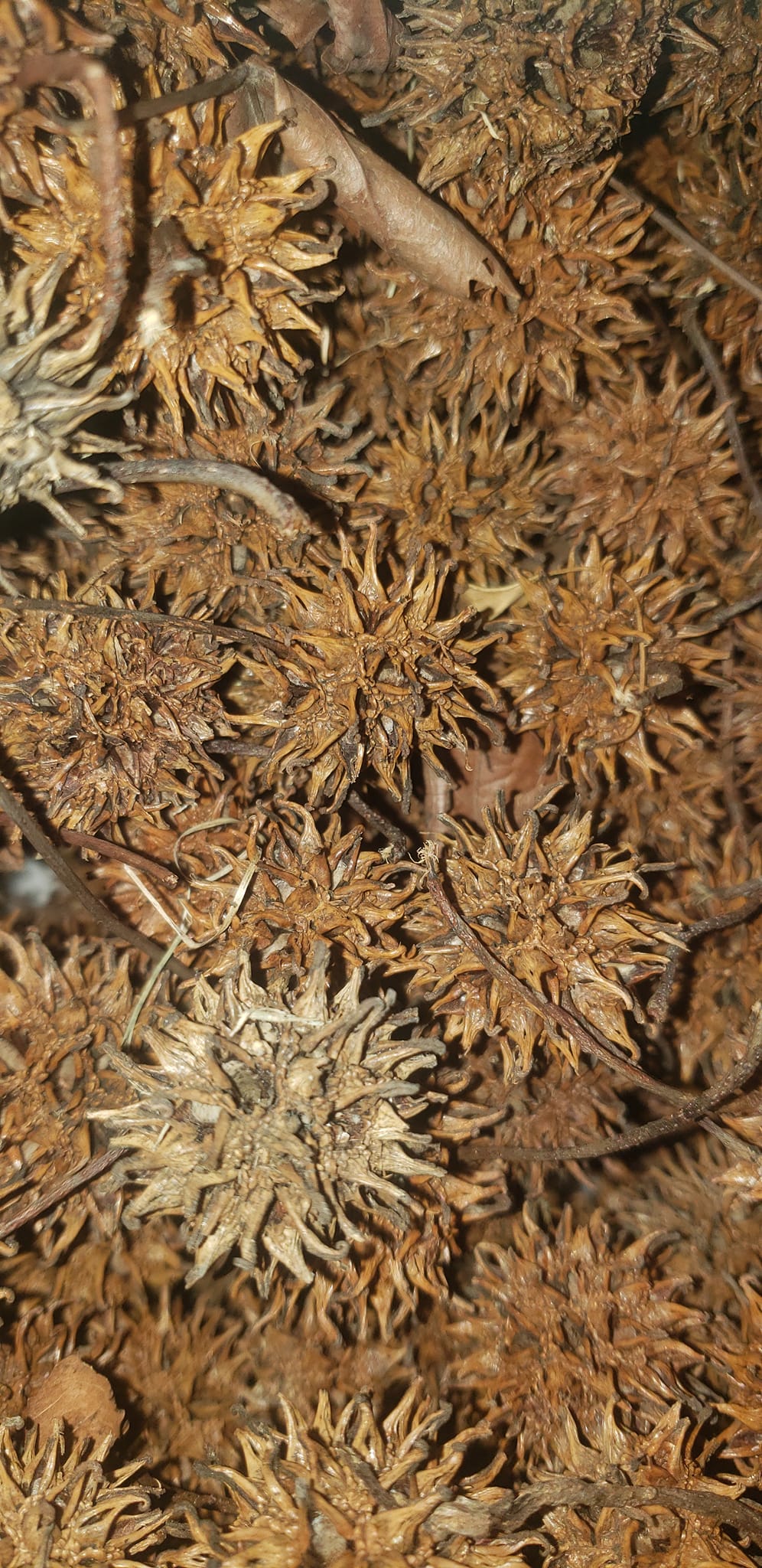 Sweet gum pods