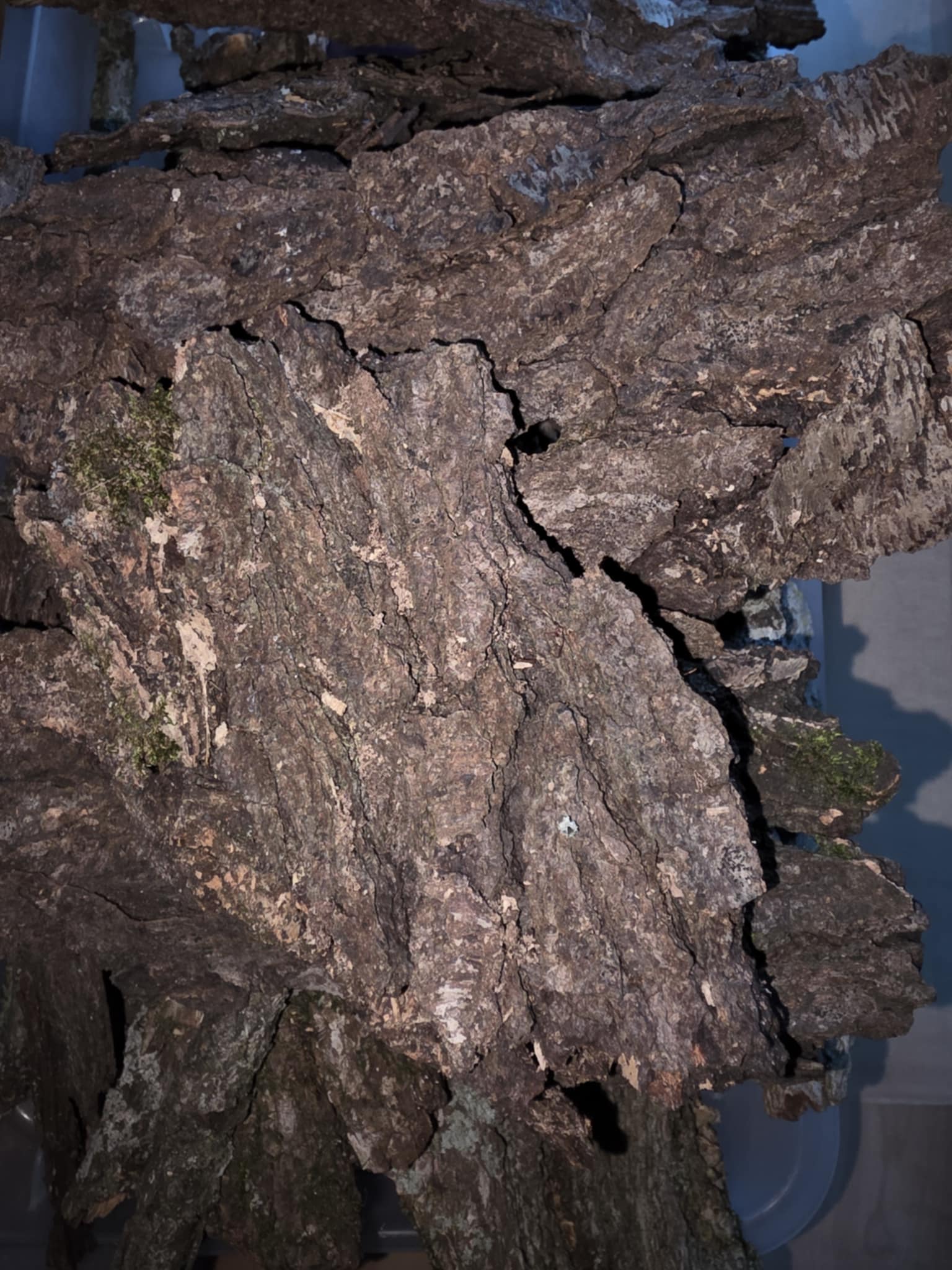 Bark pieces