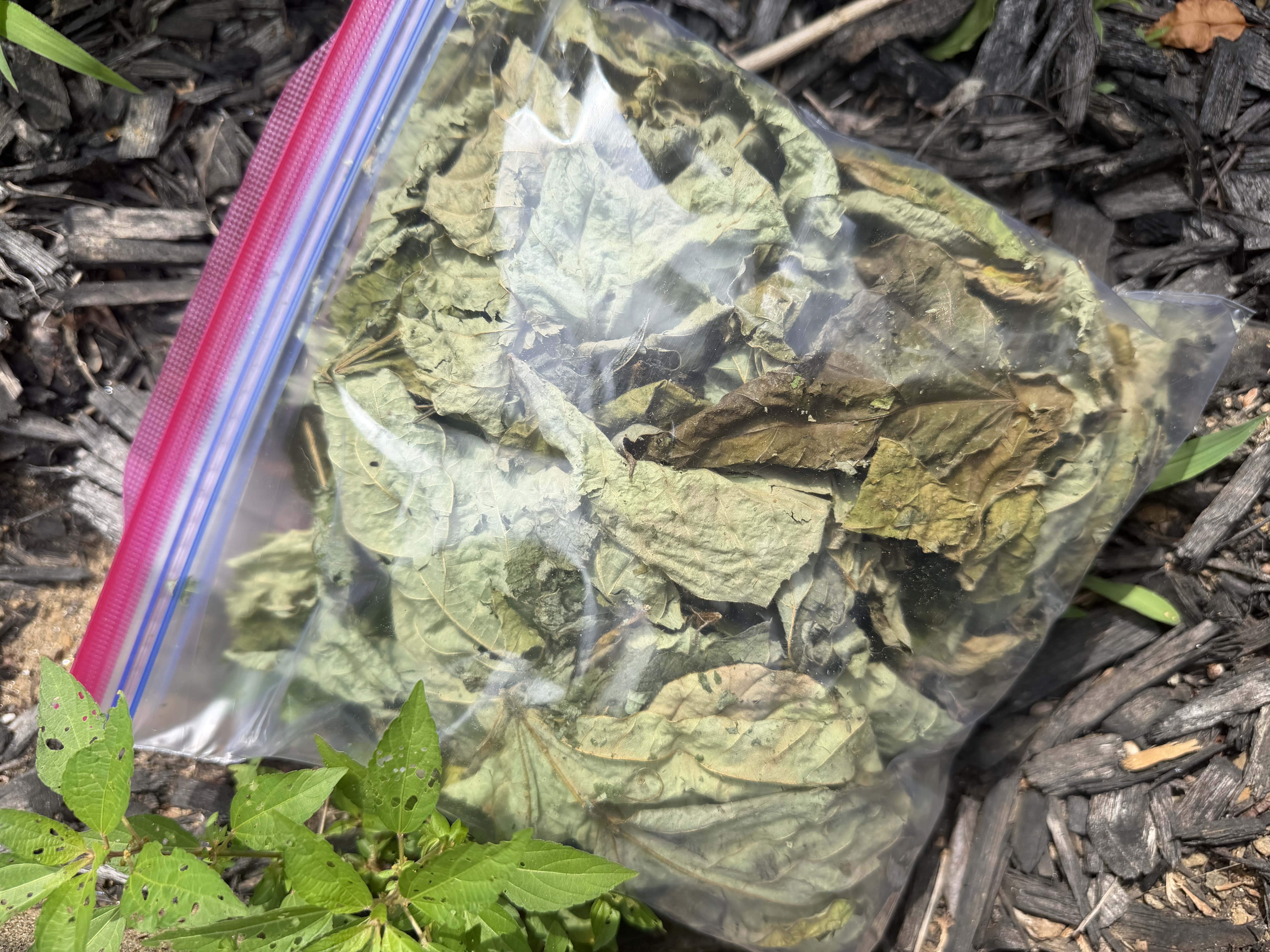 1 Gallon Dried Kudzu