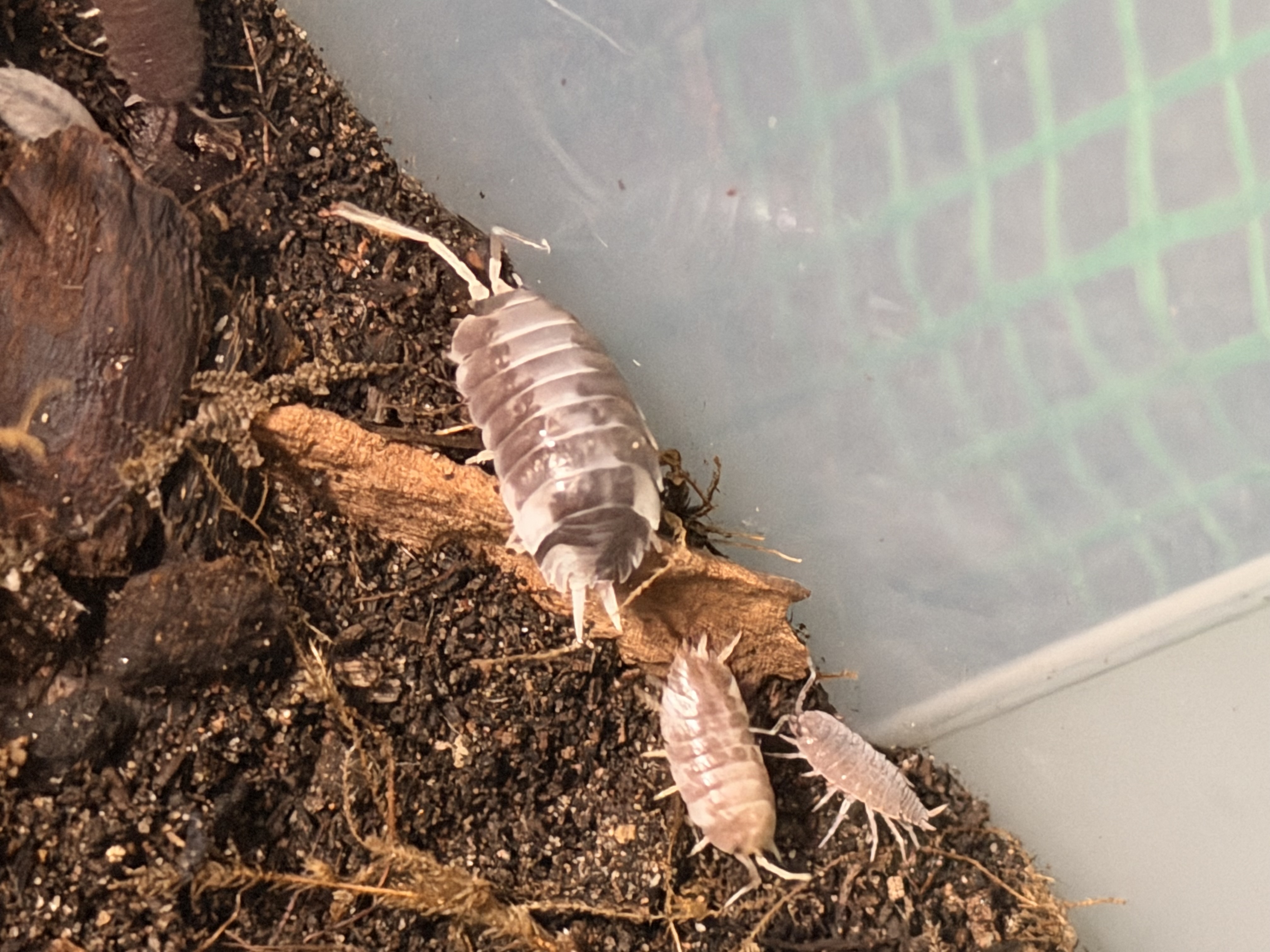 15ct - Porcellio laevis "Cow Herd"