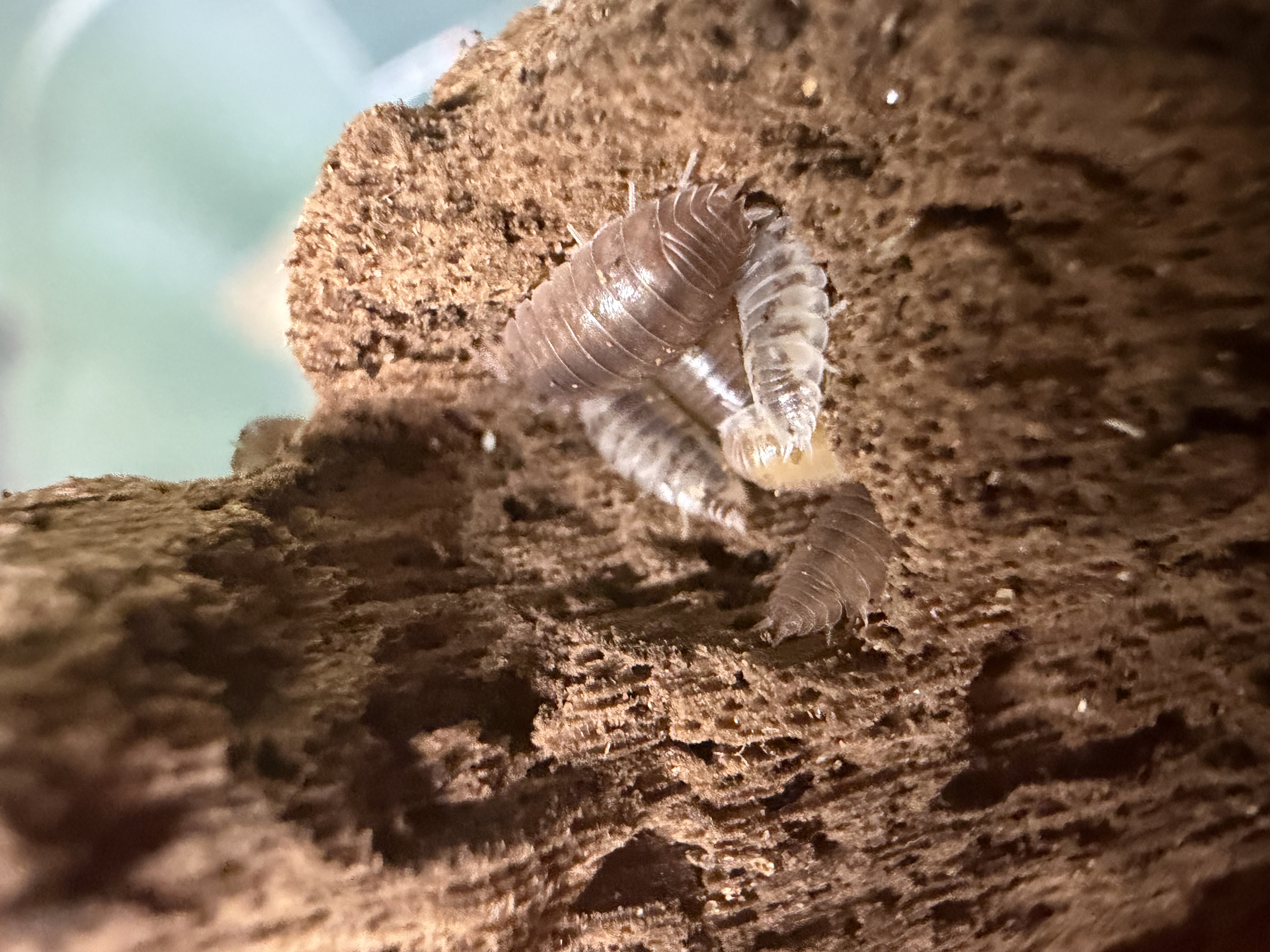 10ct - Porcellio laevis "Herd Of Cows"