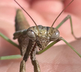 isopuppy invertebrates logo
