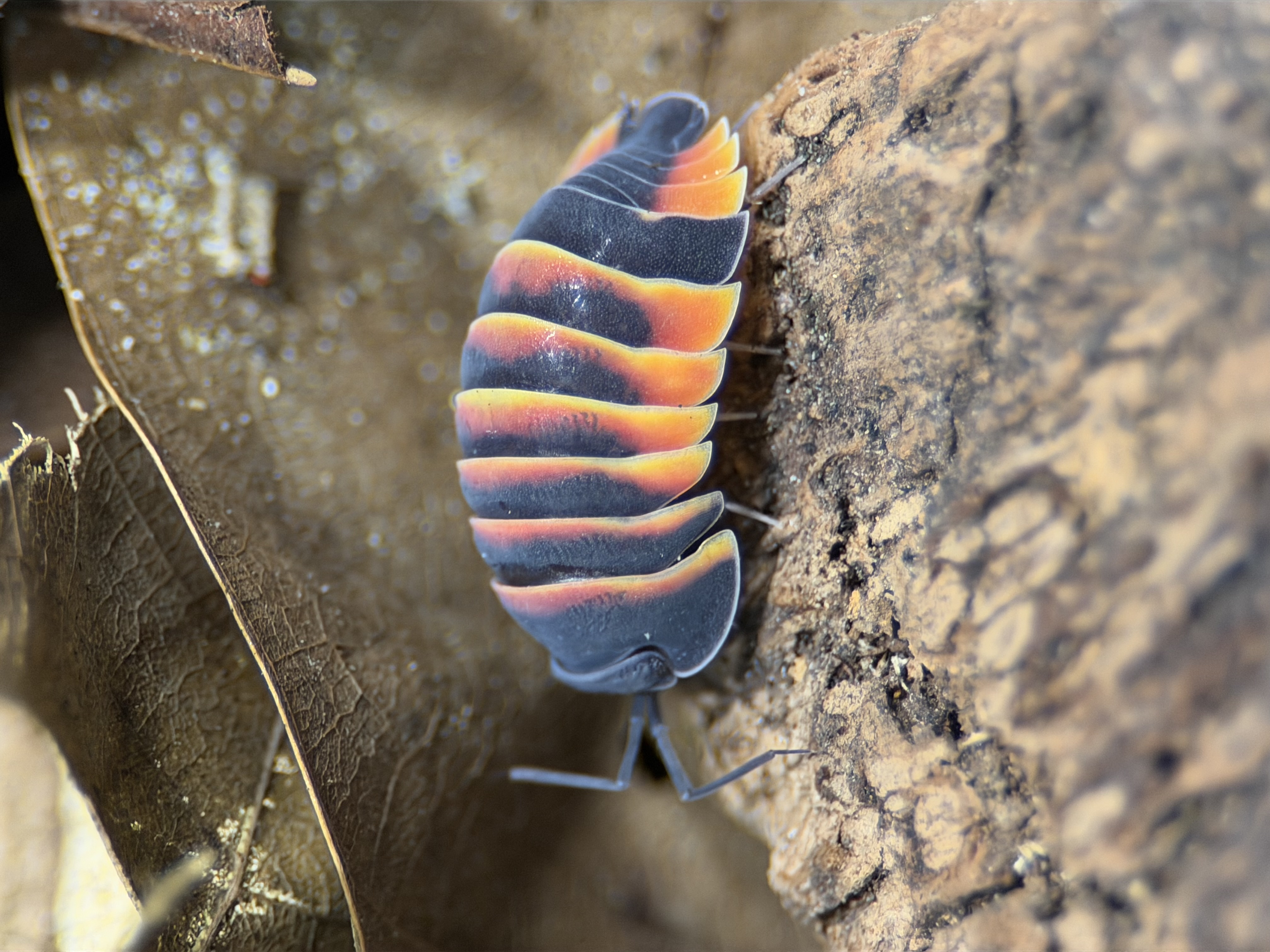 Large Marge Morphs & Isopods logo