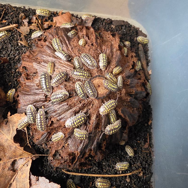 25ct - Armadillidium gestroi "Yellow Spotted"