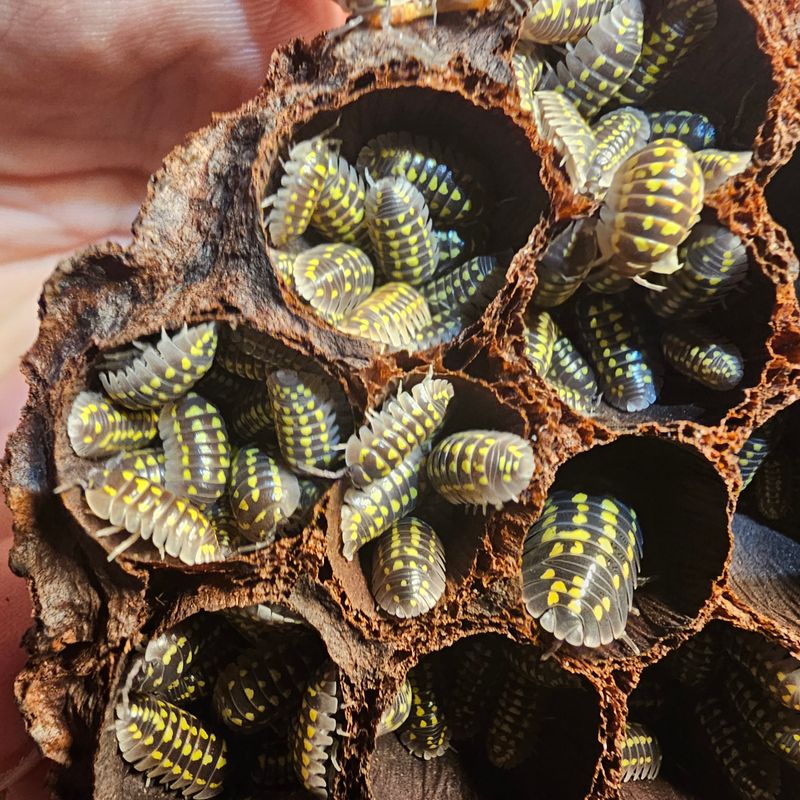 10ct - Armadillidium "Gestroi"