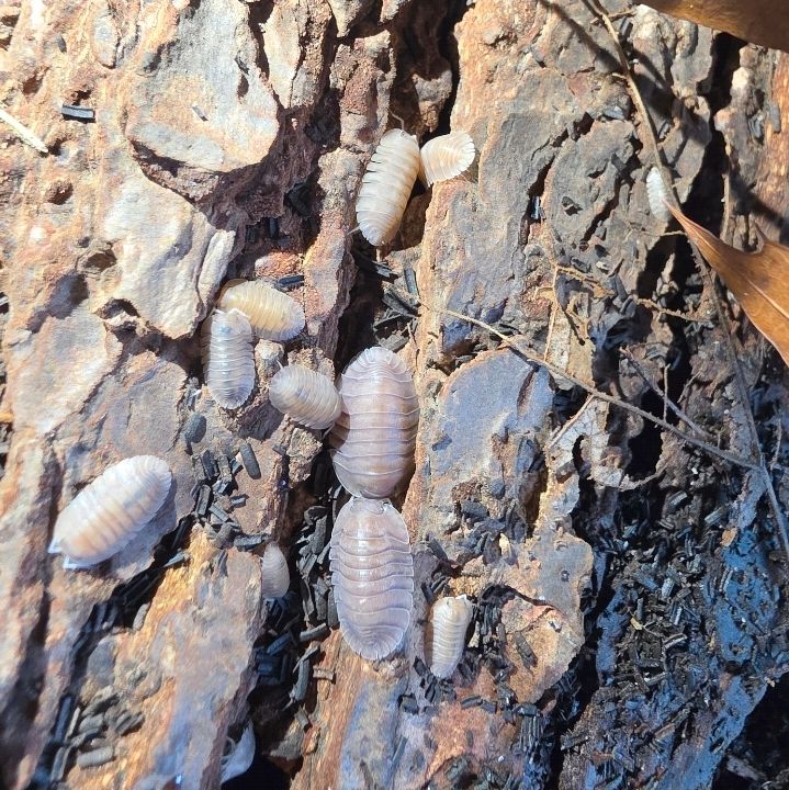 10ct - Troglodillo "Soil"