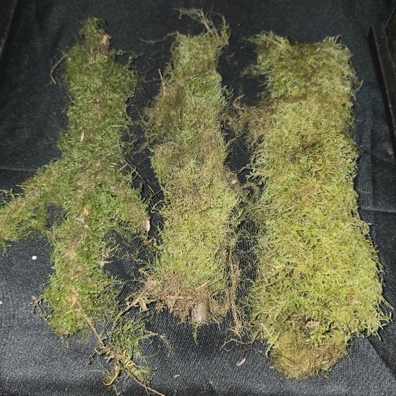Mossy Sticks