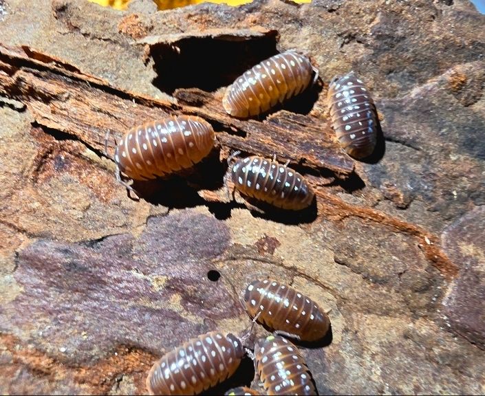 10ct - Armadillidium klugii "Montenegro Clown"