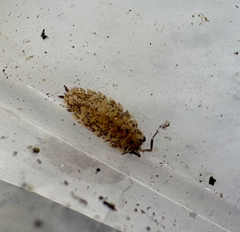 20ct - Porcellio scaber "Party Mix"