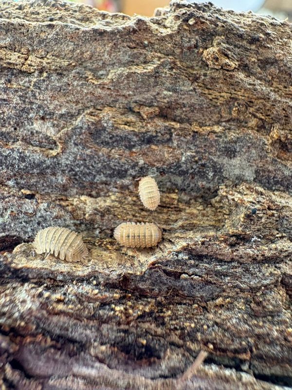 6ct - Cristarmadillidium muricatum "Pineapple Spiky"