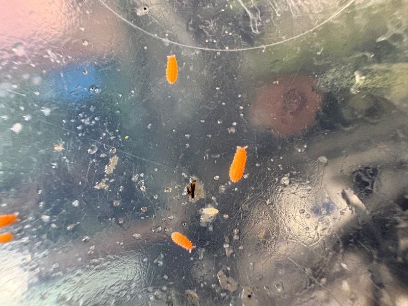 25ct - Vitronura giselae "Orange Rabbit Springtails (waterloo, Ne Locale)"