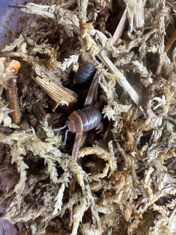 6ct - Armadillidium flavoscutatum "Redheads"