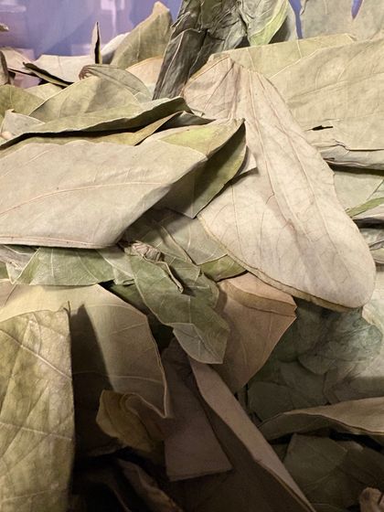 Asian orchid leaves gallon bag