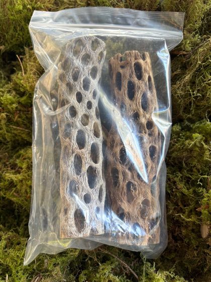 Cholla wood (2 pack)