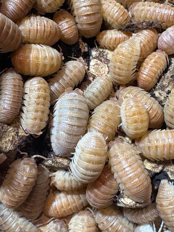 10ct - Armadillidium hauseni "Triceratops"