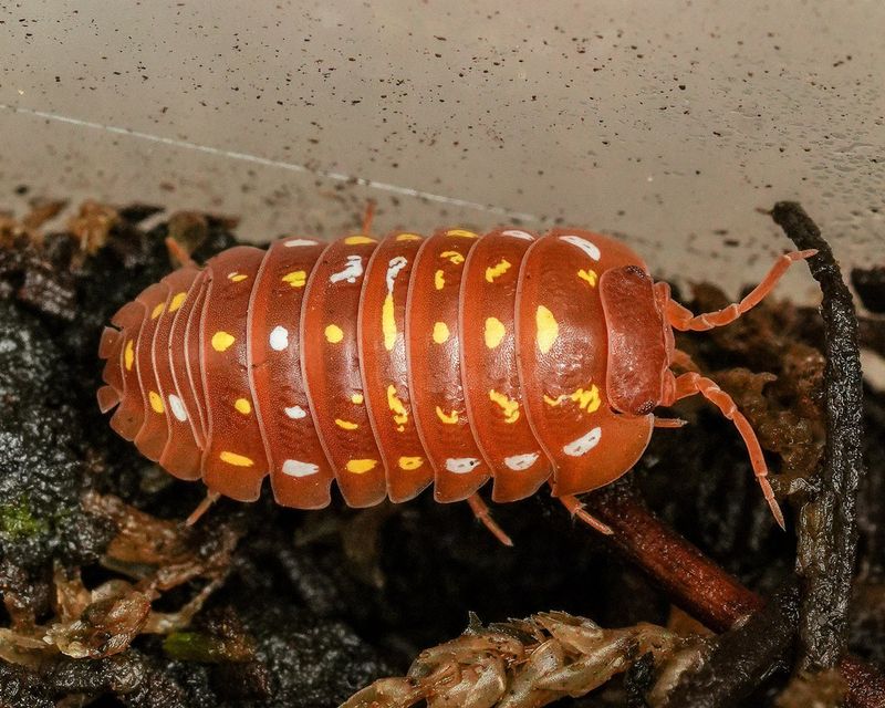 10ct - Armadillidium "Orange Corfu"